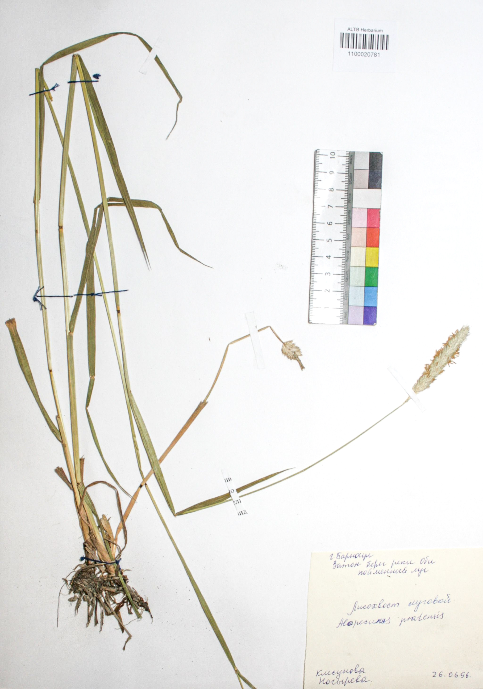 Alopecurus pratensis L.