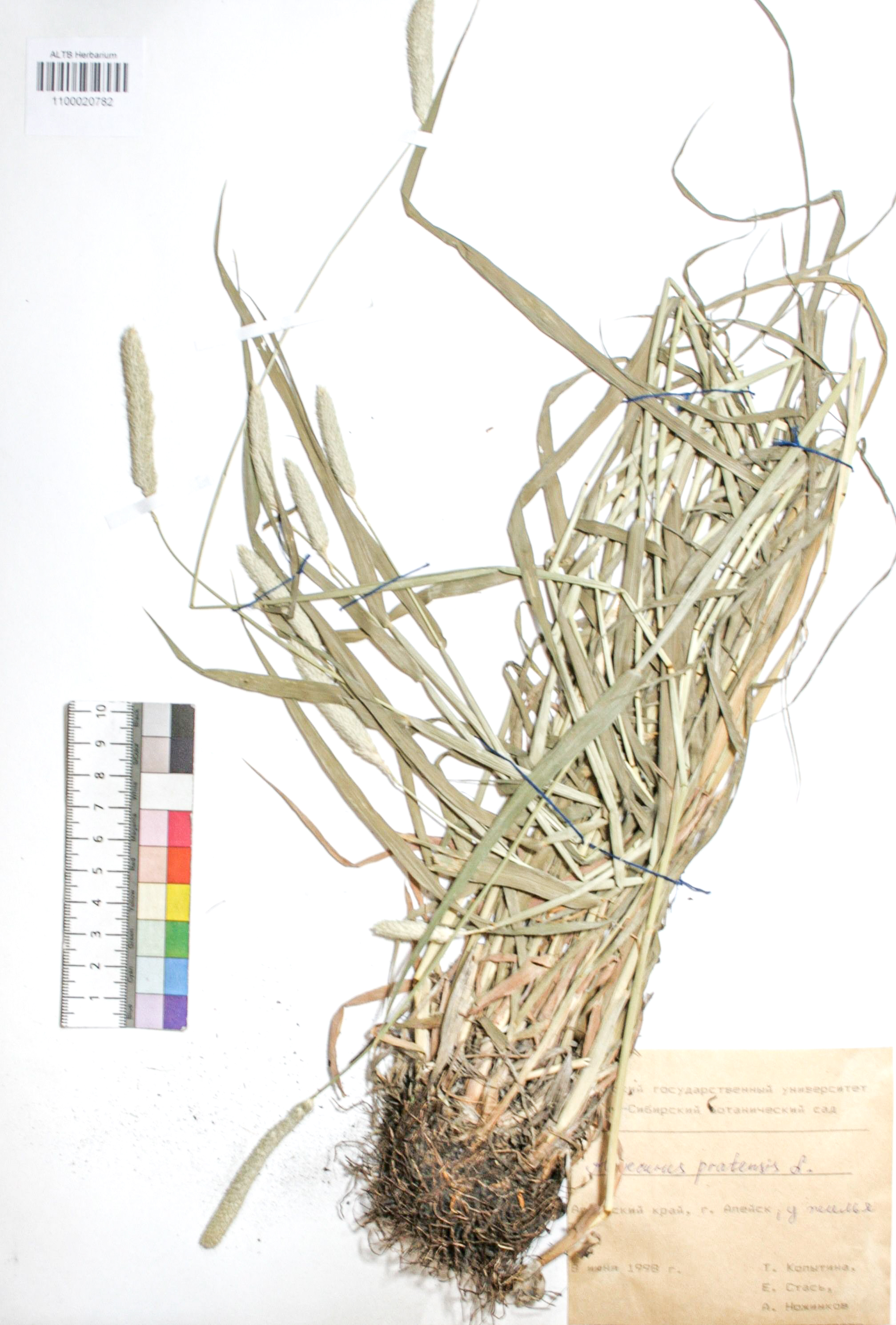 Alopecurus pratensis L.