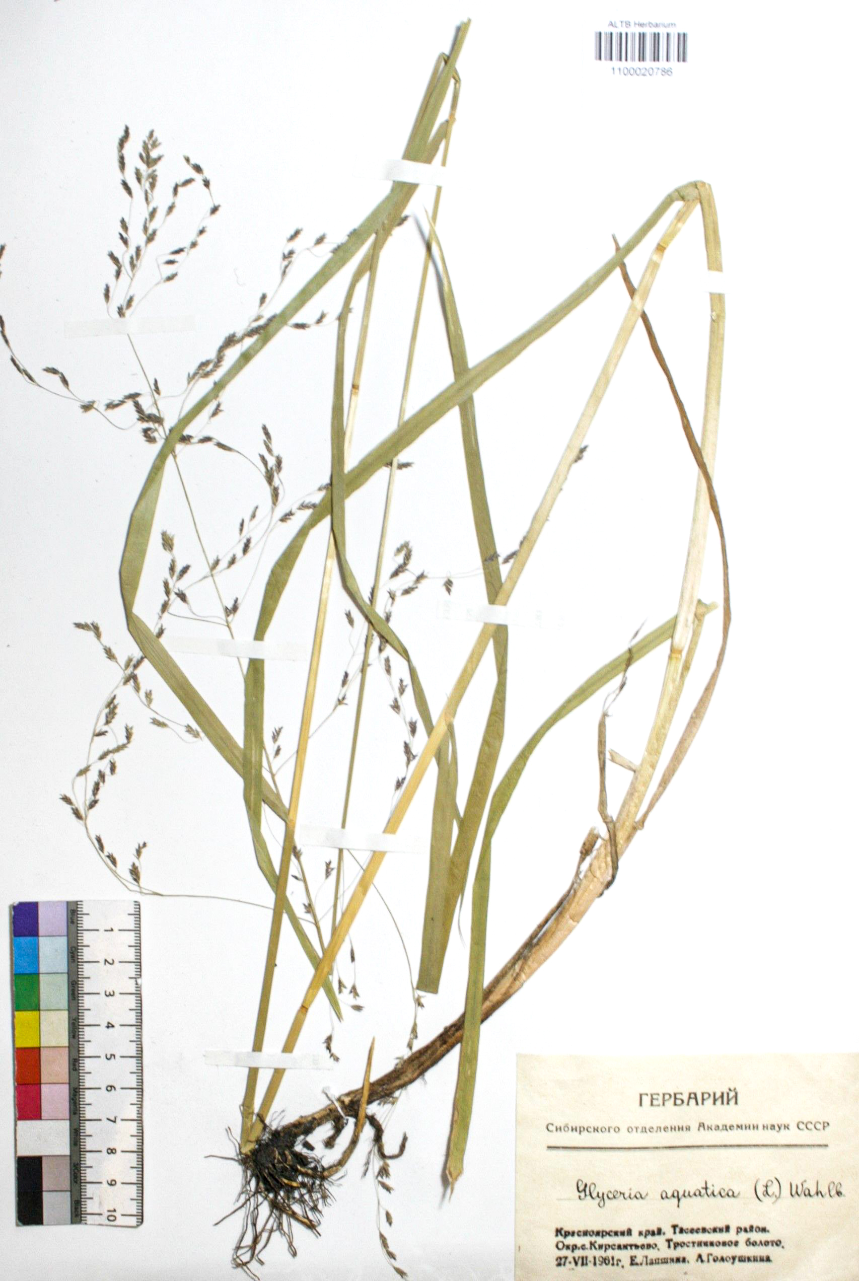 Poaceae,Glyceria aquatica Wahl.