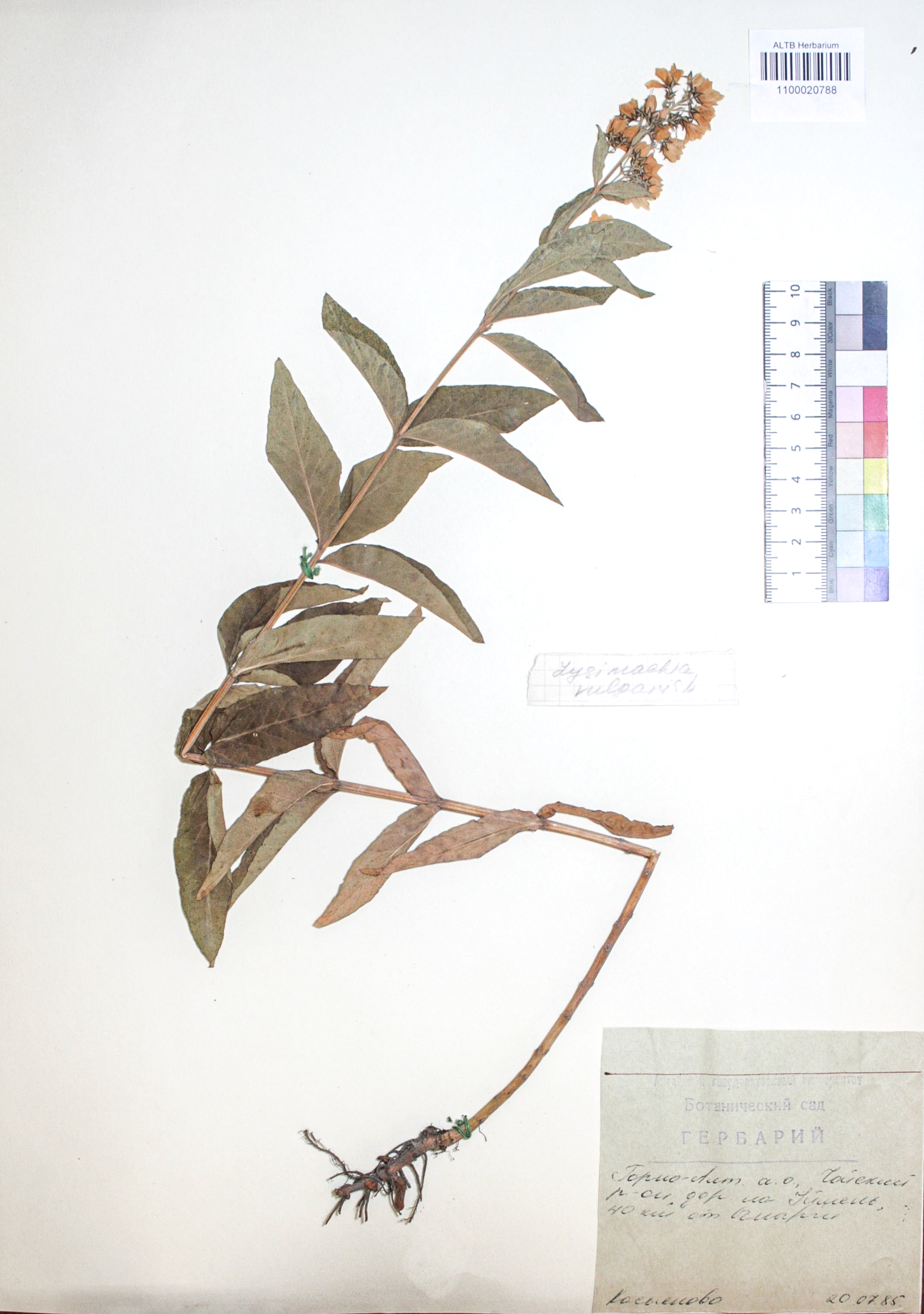 Elytrigia repens (L.) Nevski