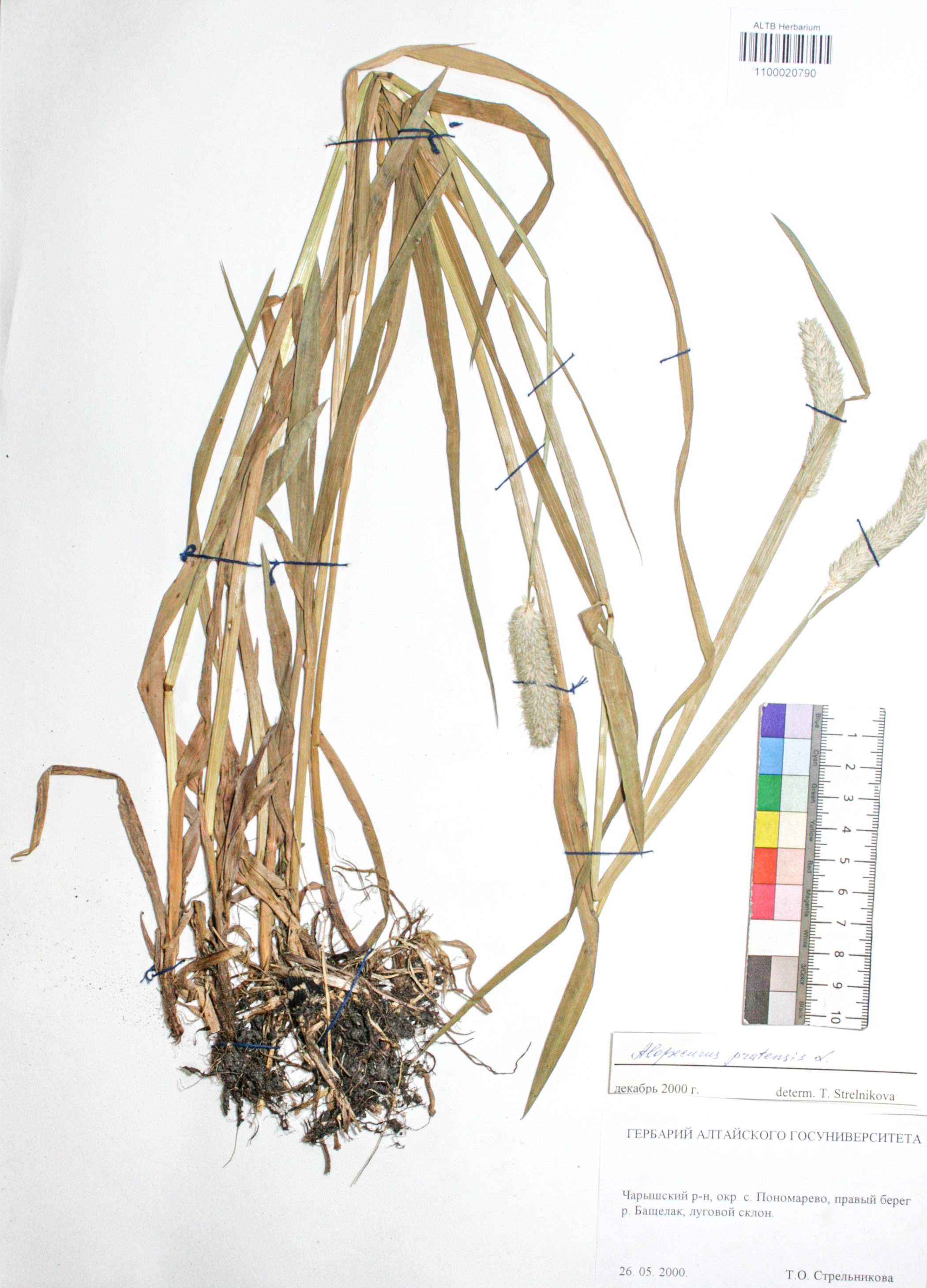 Alopecurus pratensis L.