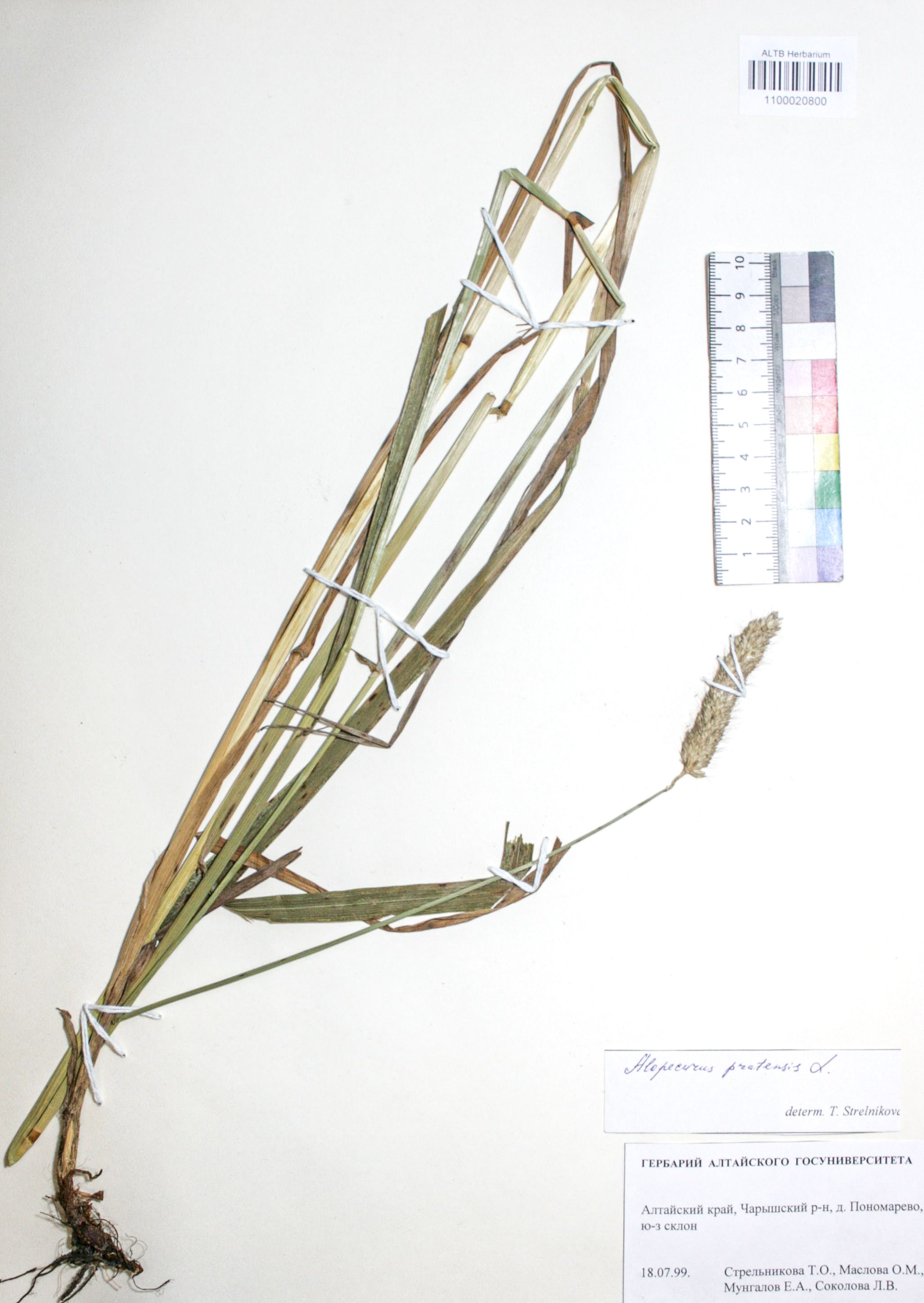 Alopecurus pratensis L.