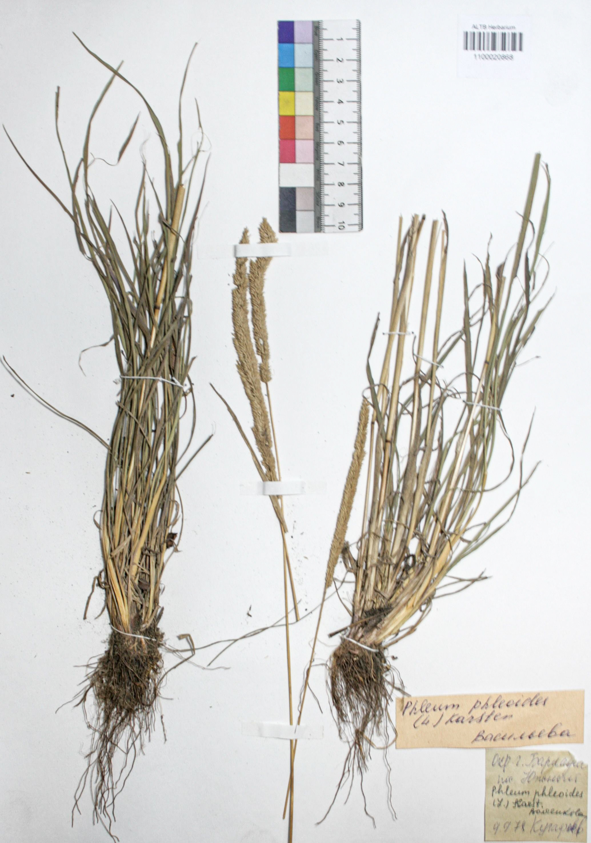 Phleum phleoides (L.) H. Karst.
