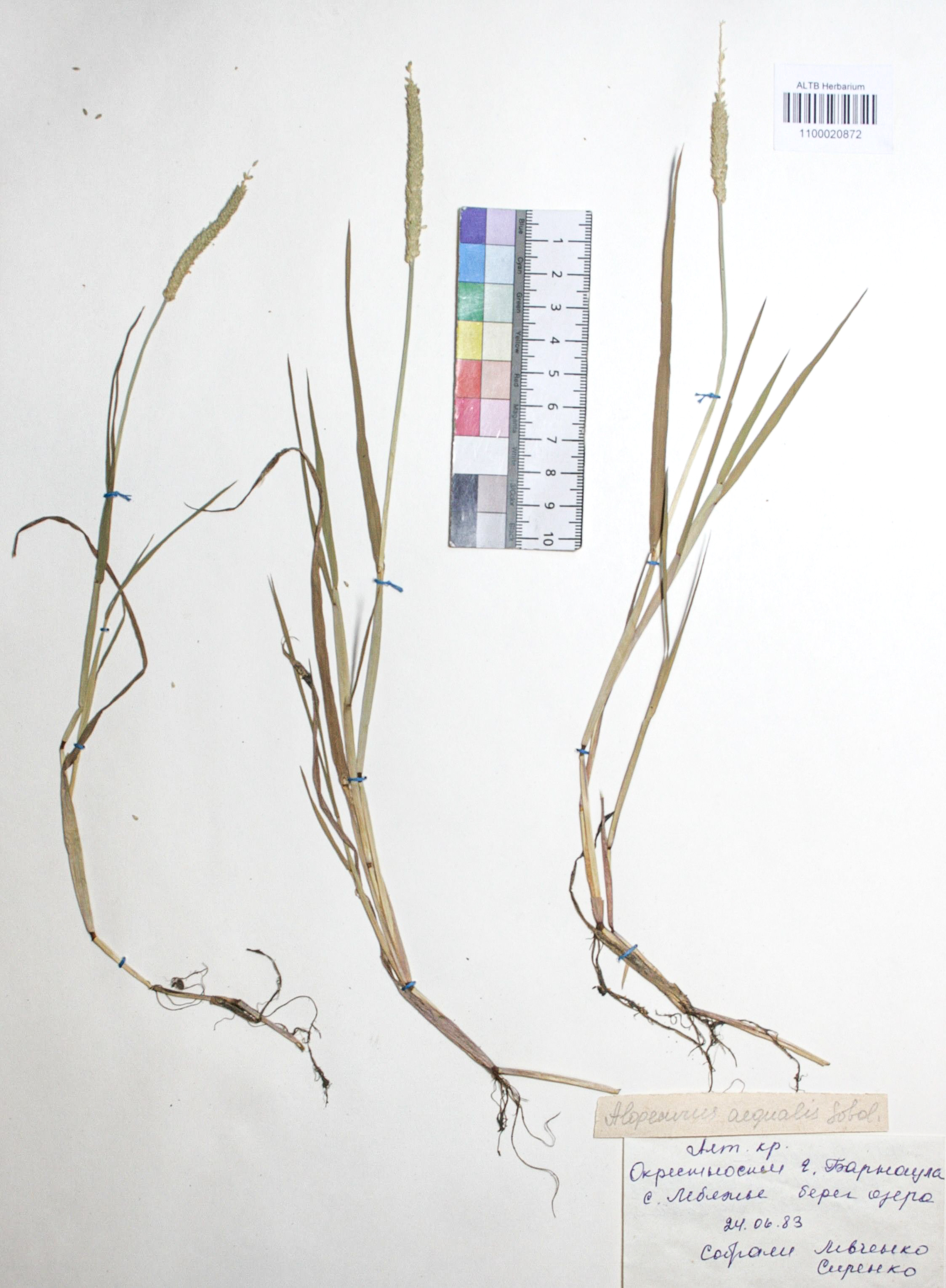 Alopecurus aequalis Sobol.