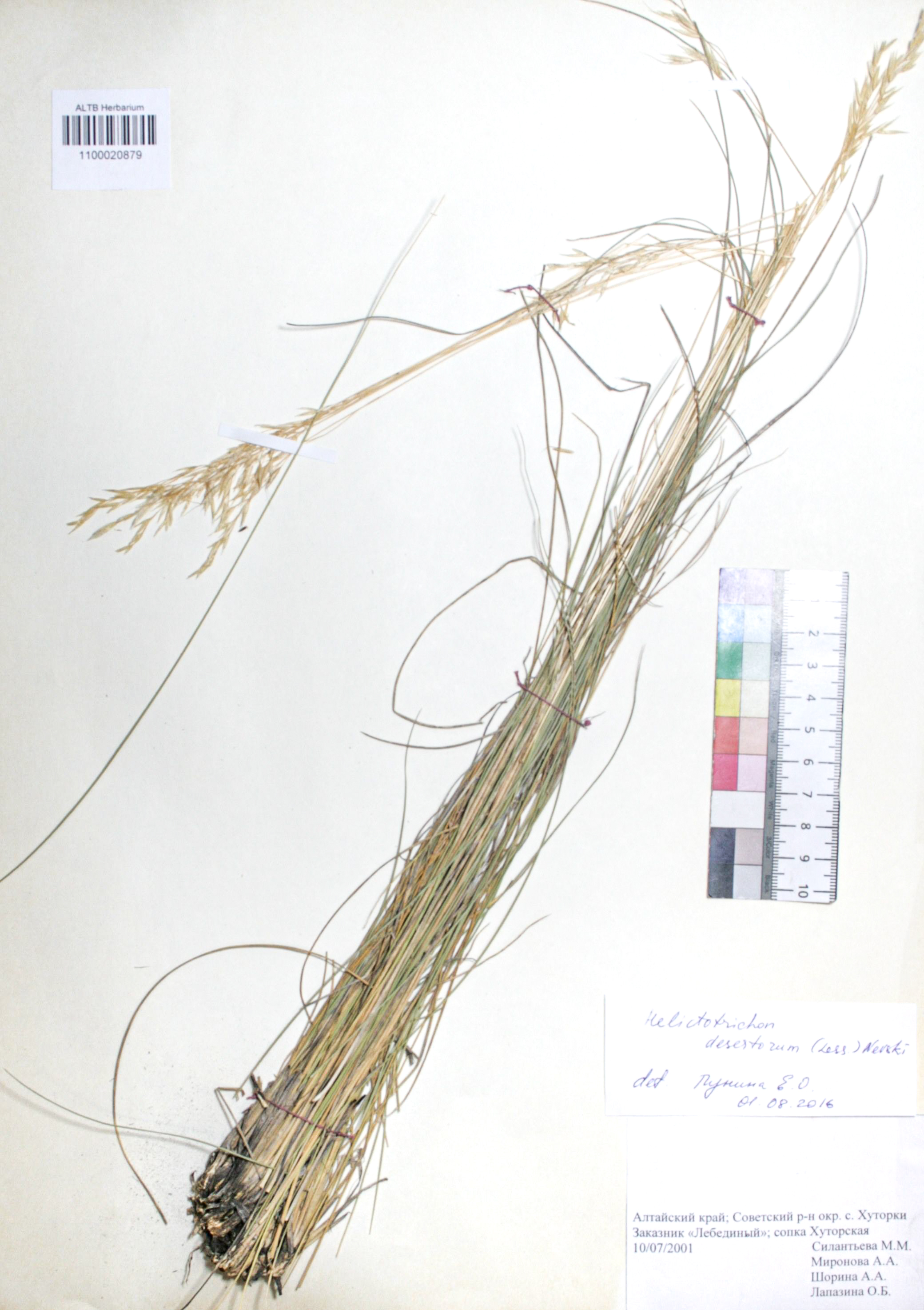 Helictotrichon desertorum (Less.) Nevski