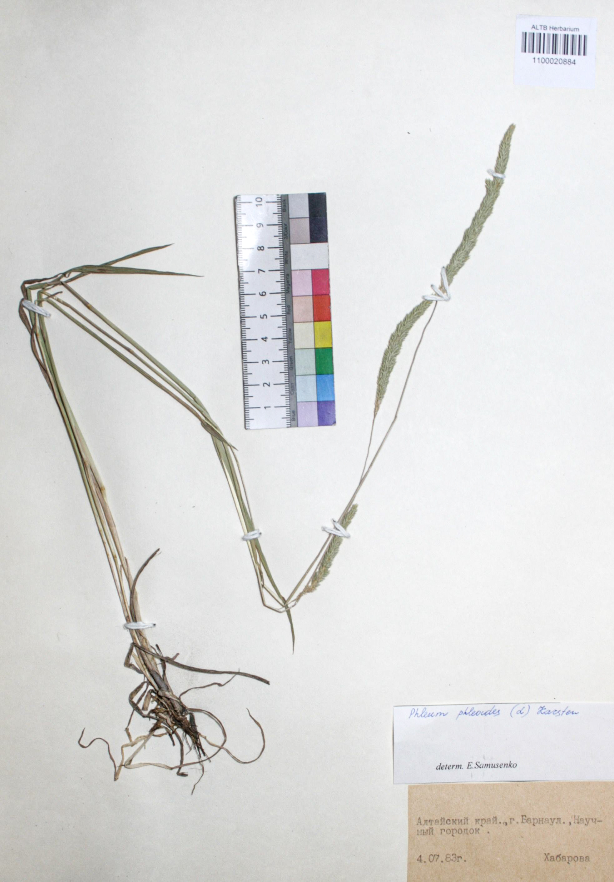 Phleum phleoides (L.) H. Karst.