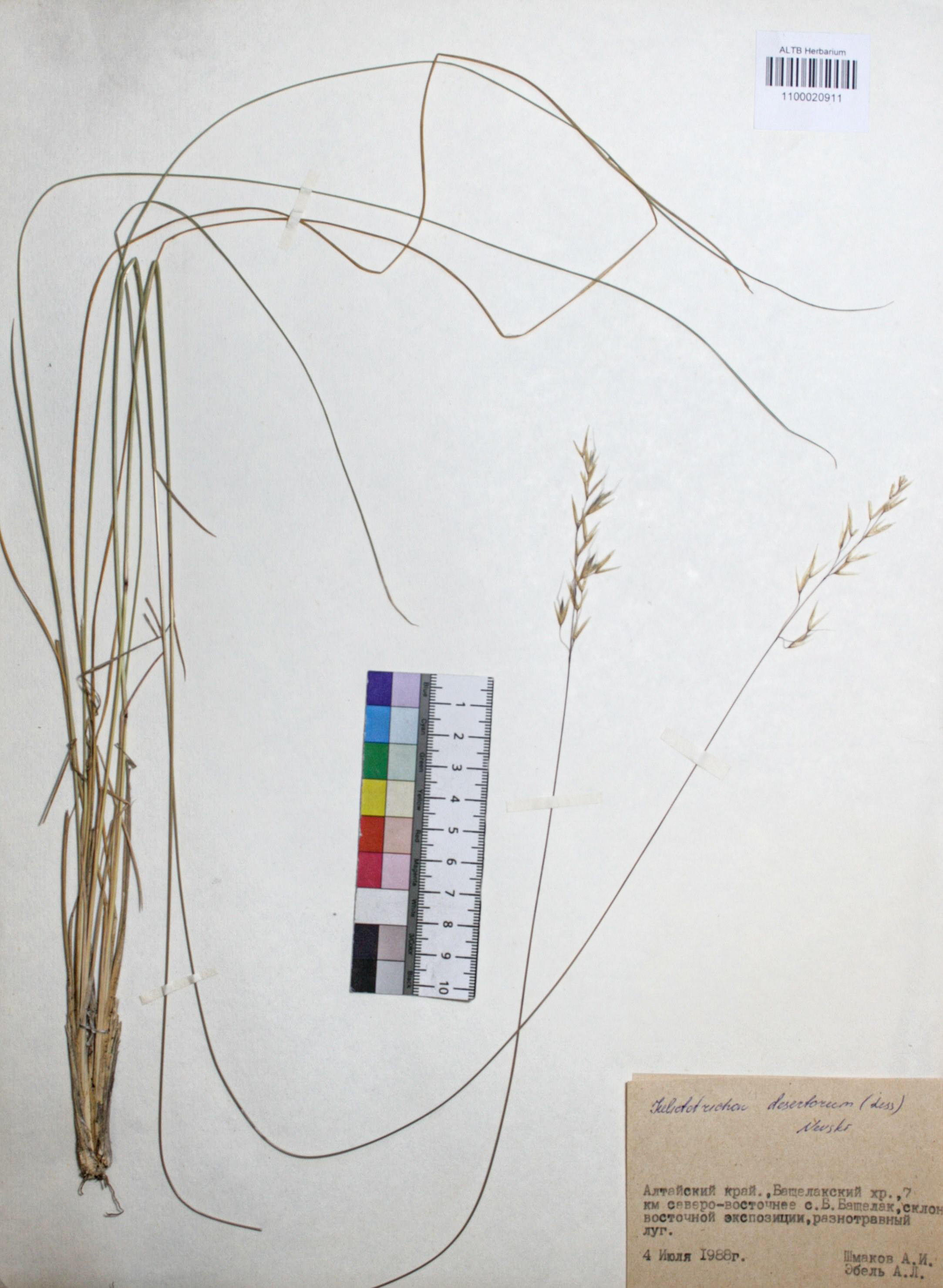 Helictotrichon desertorum (Less.) Nevski