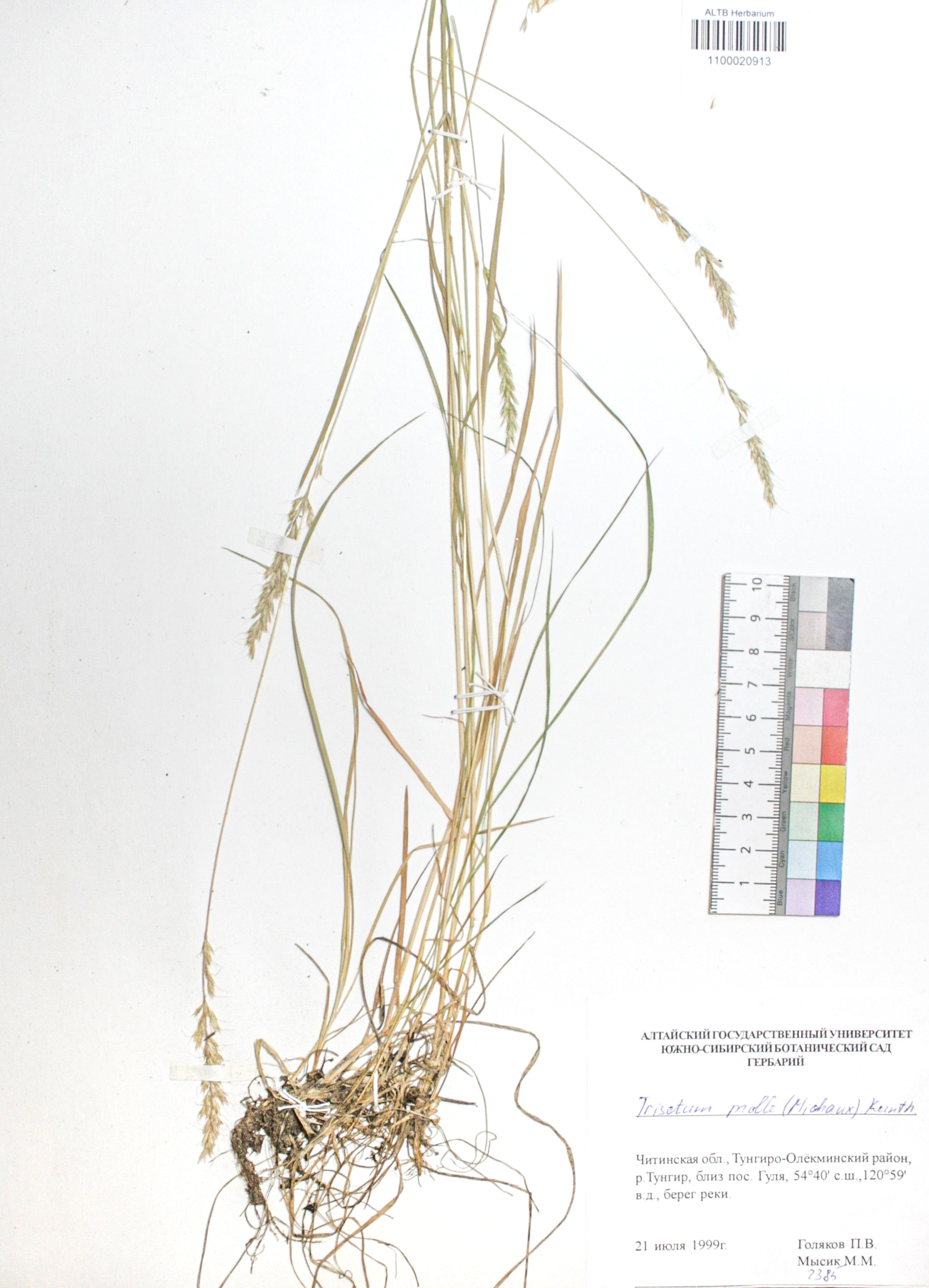 Trisetum molle (Michx.) Kunth.