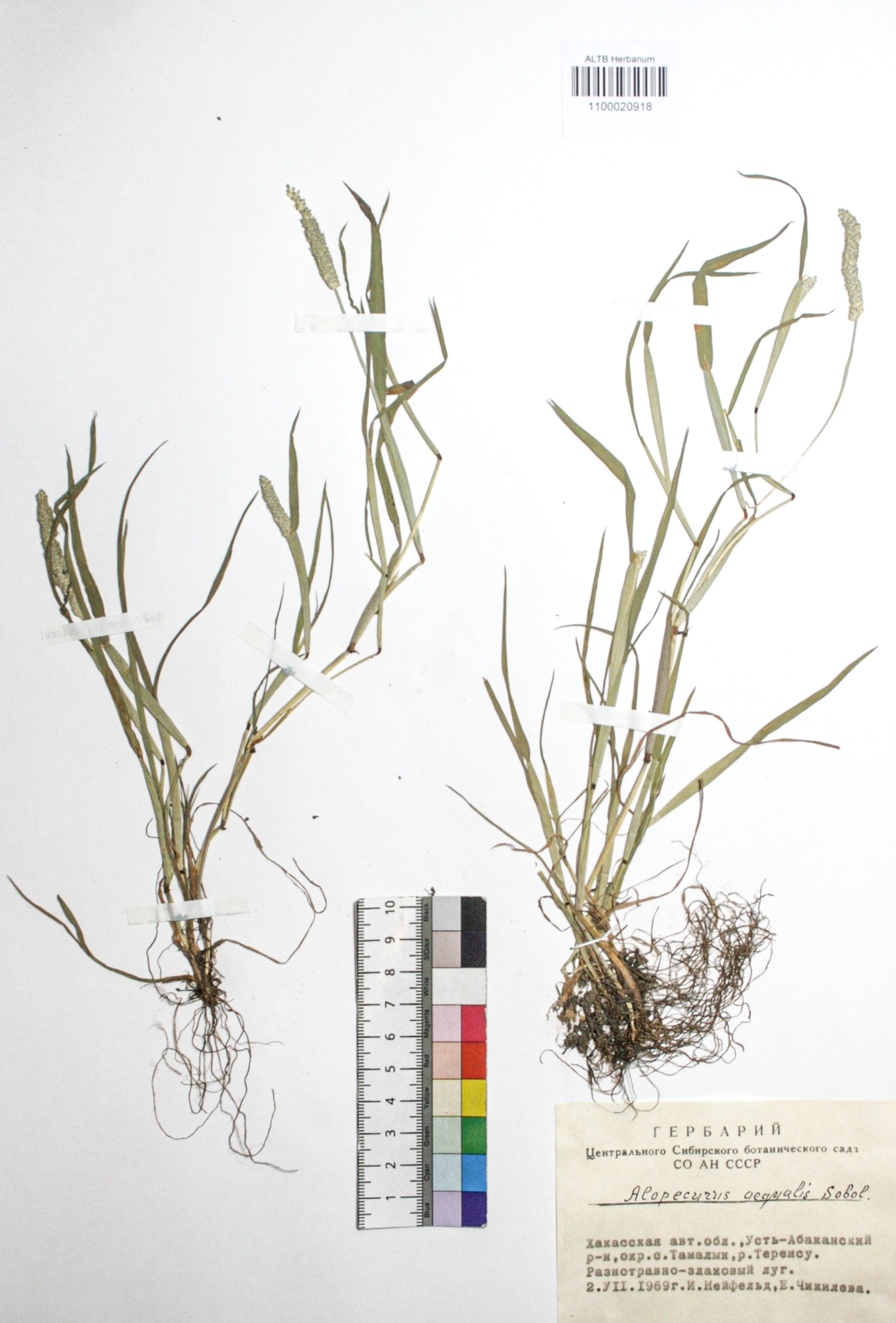 Alopecurus aequalis Sobol.