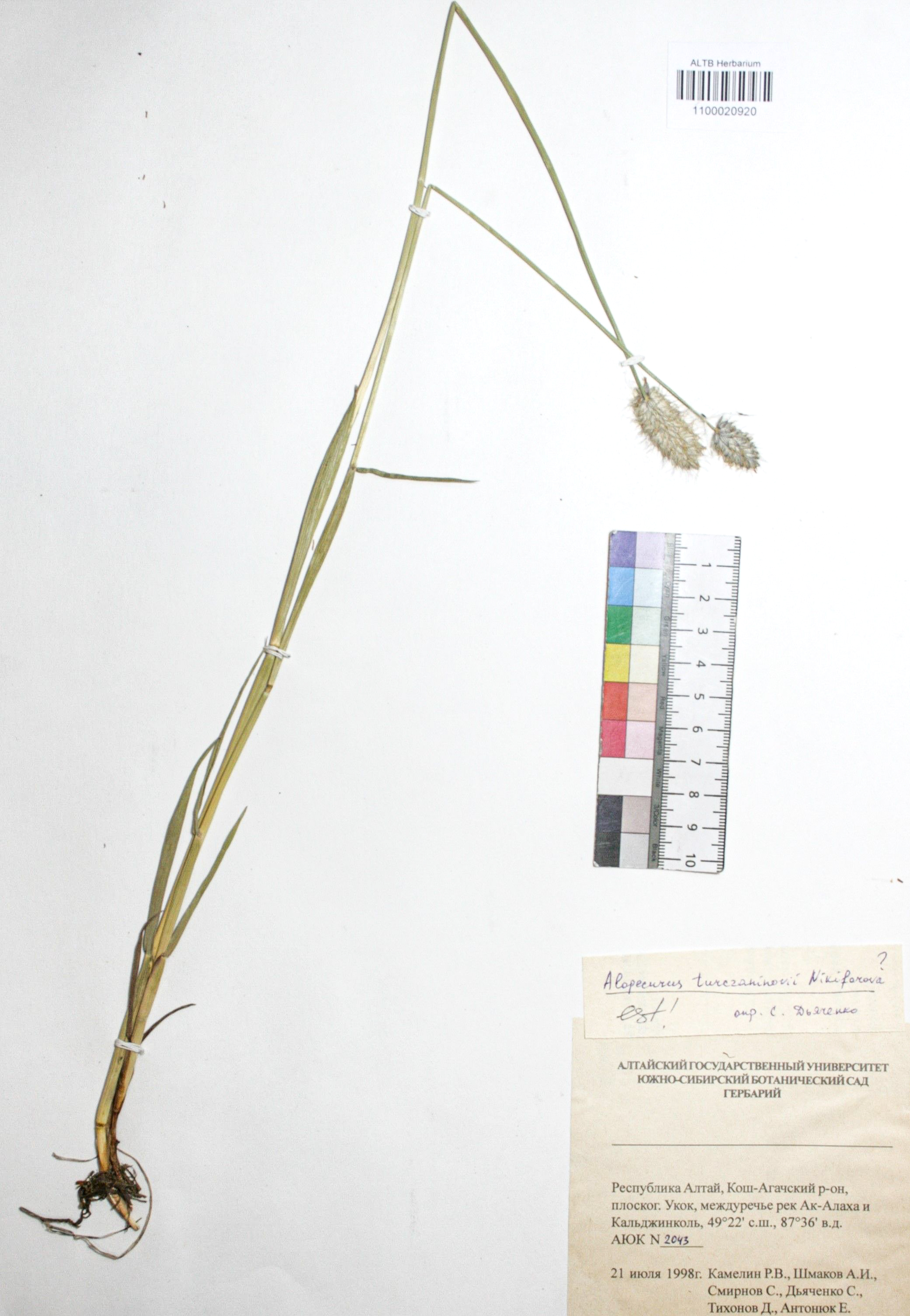 Alopecurus turczaninovii O.D.Nikif.