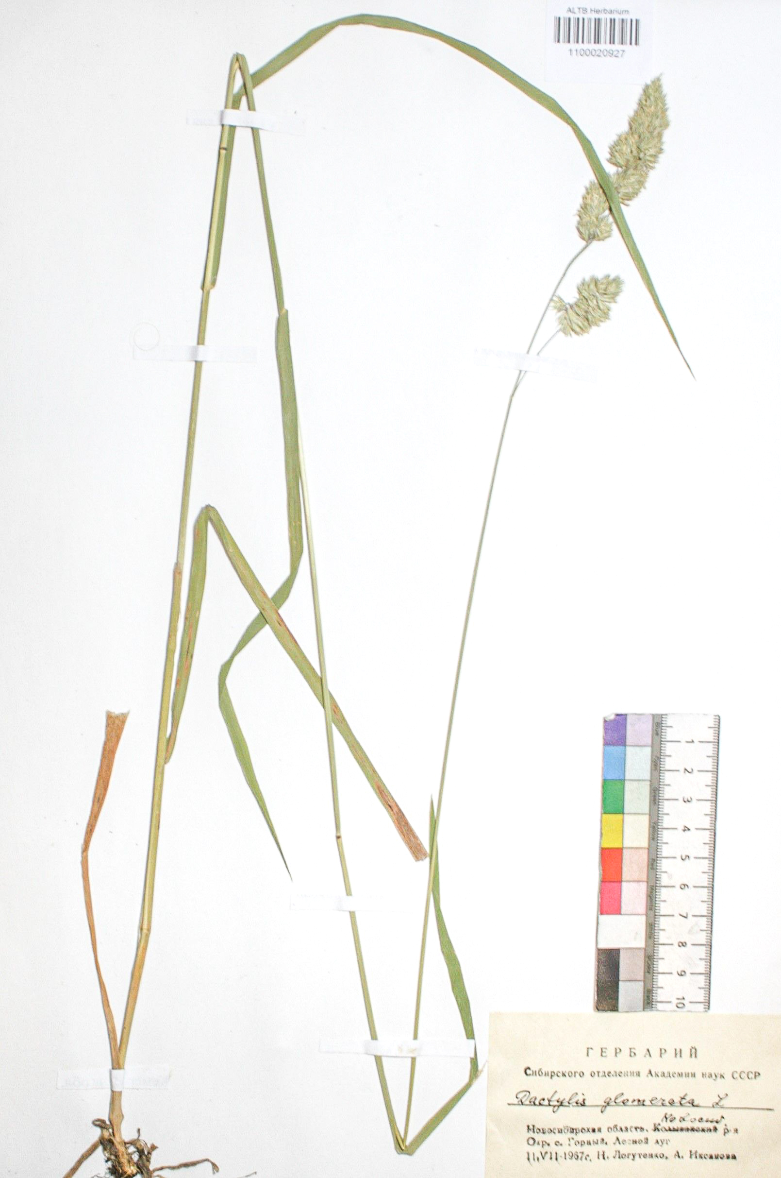 Dactylis glomerata L.