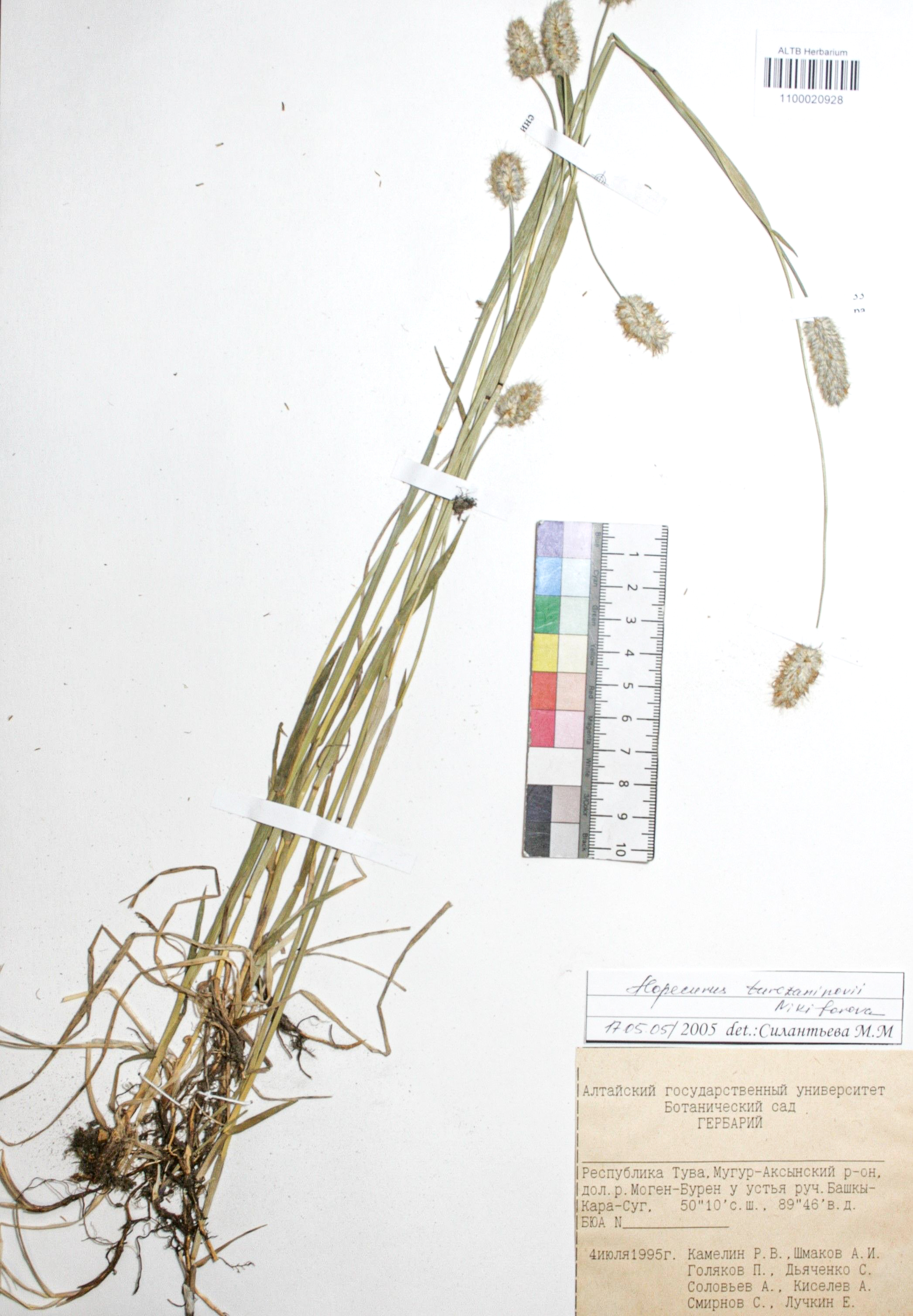 Alopecurus turczaninovii O.D.Nikif.