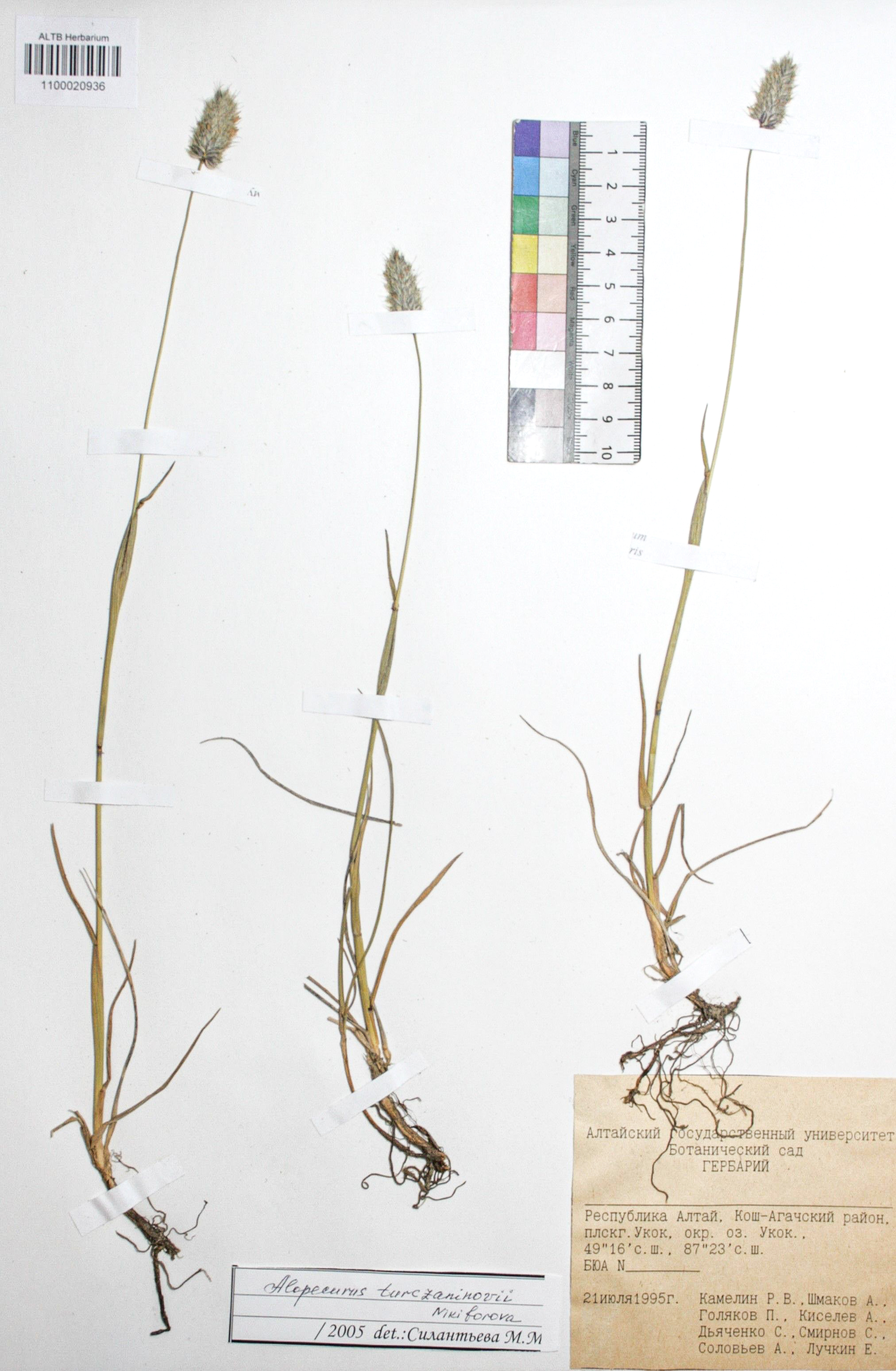 Alopecurus turczaninovii O.D.Nikif.