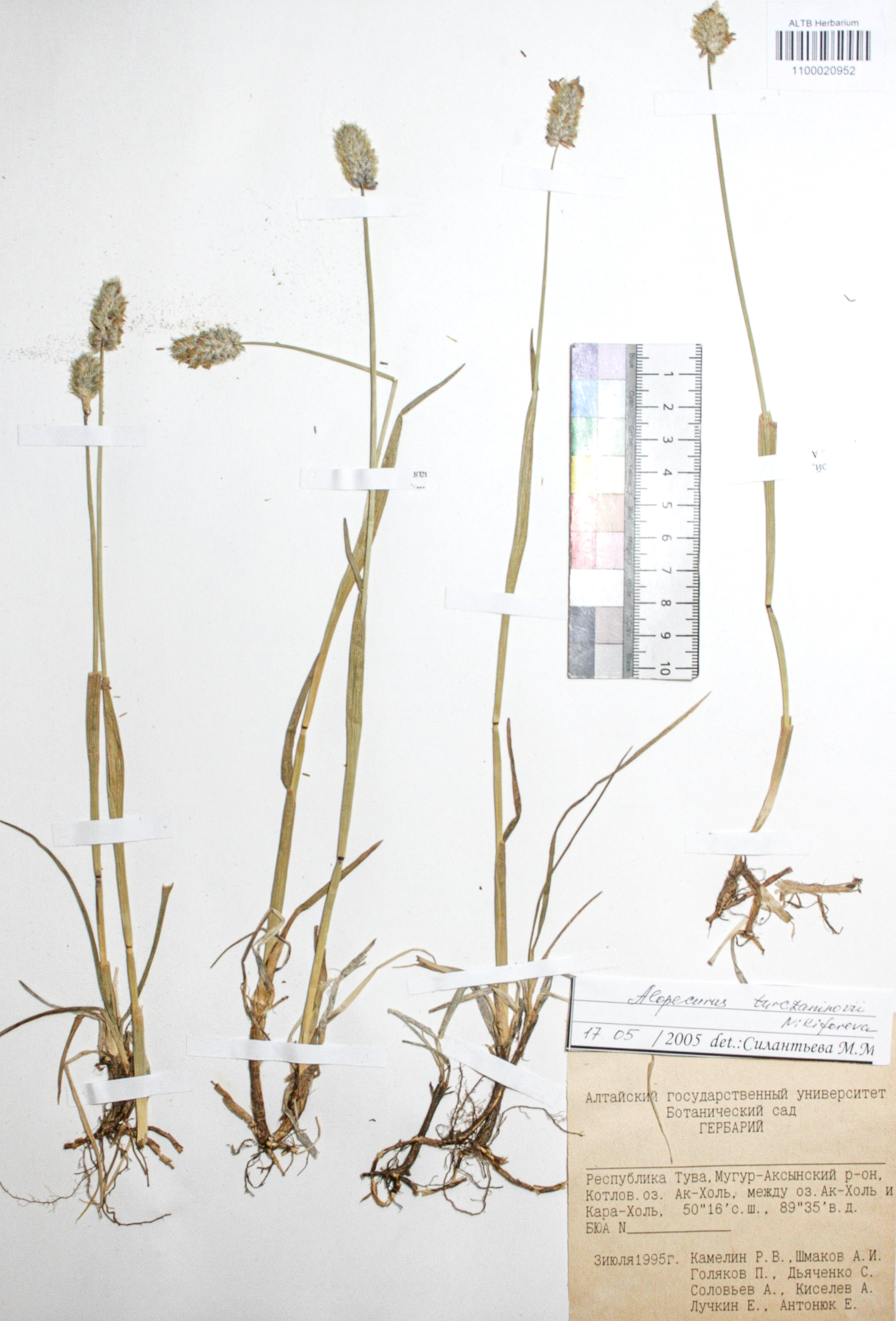 Alopecurus turczaninovii O.D.Nikif.
