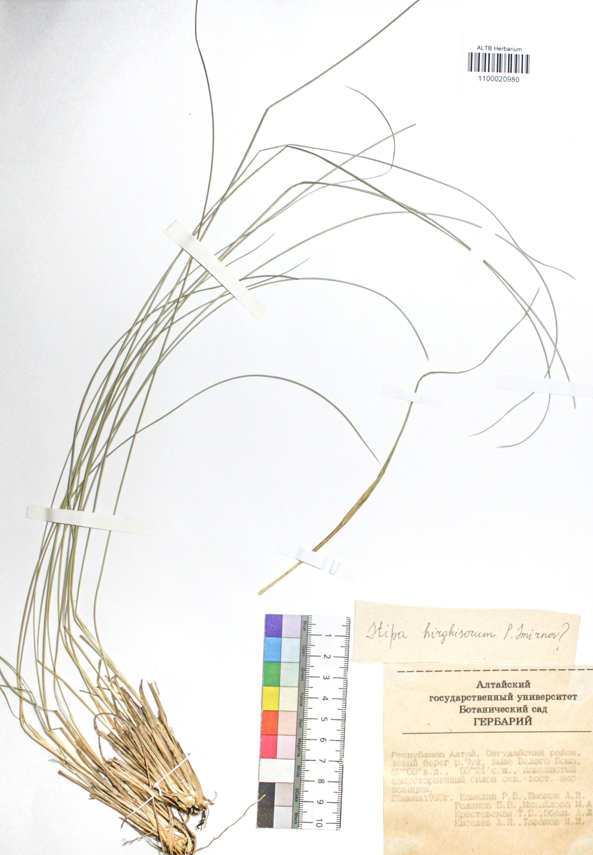 Stipa kirghisorum P.A.Smirn.