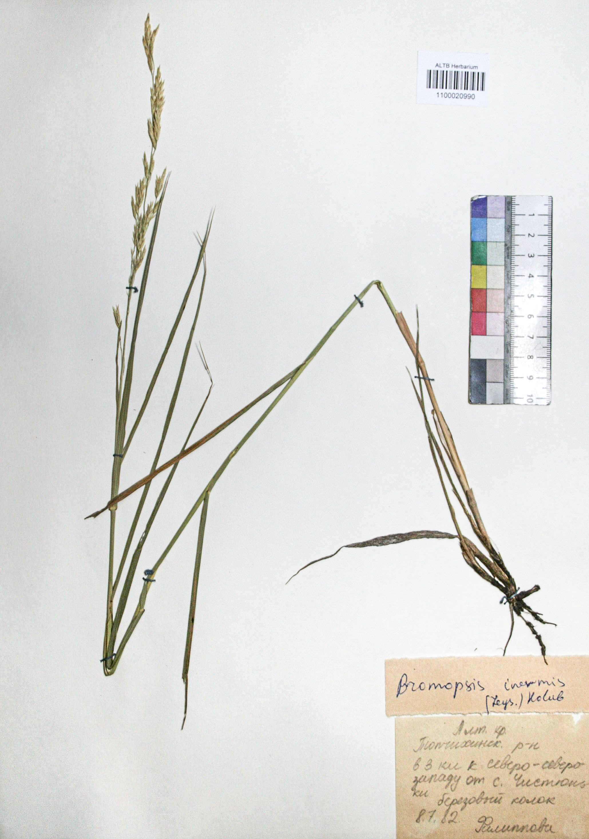 Bromopsis inermis (Leyss.) Holub. 