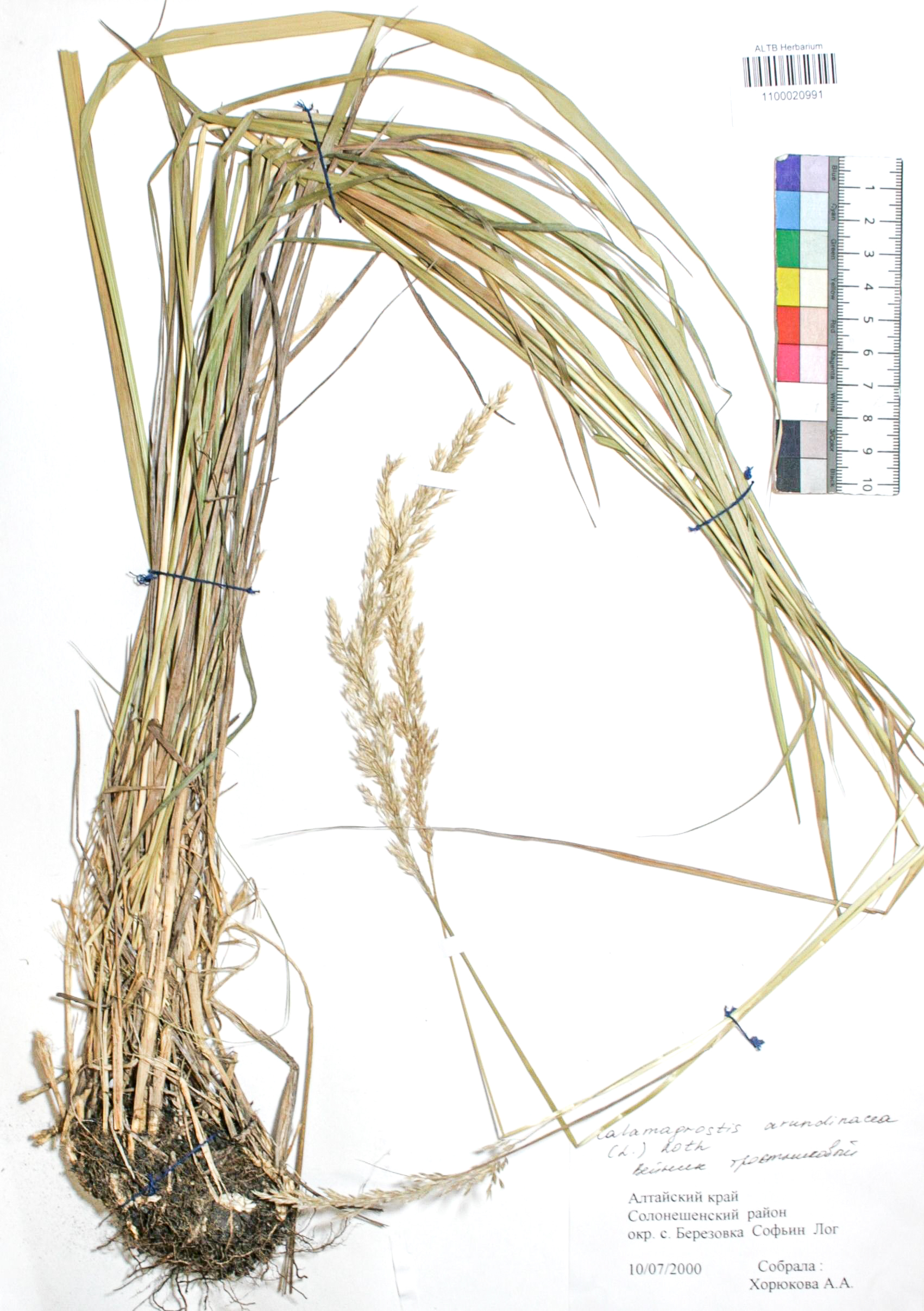 Calamagrostis arundinacea (L.) Roth