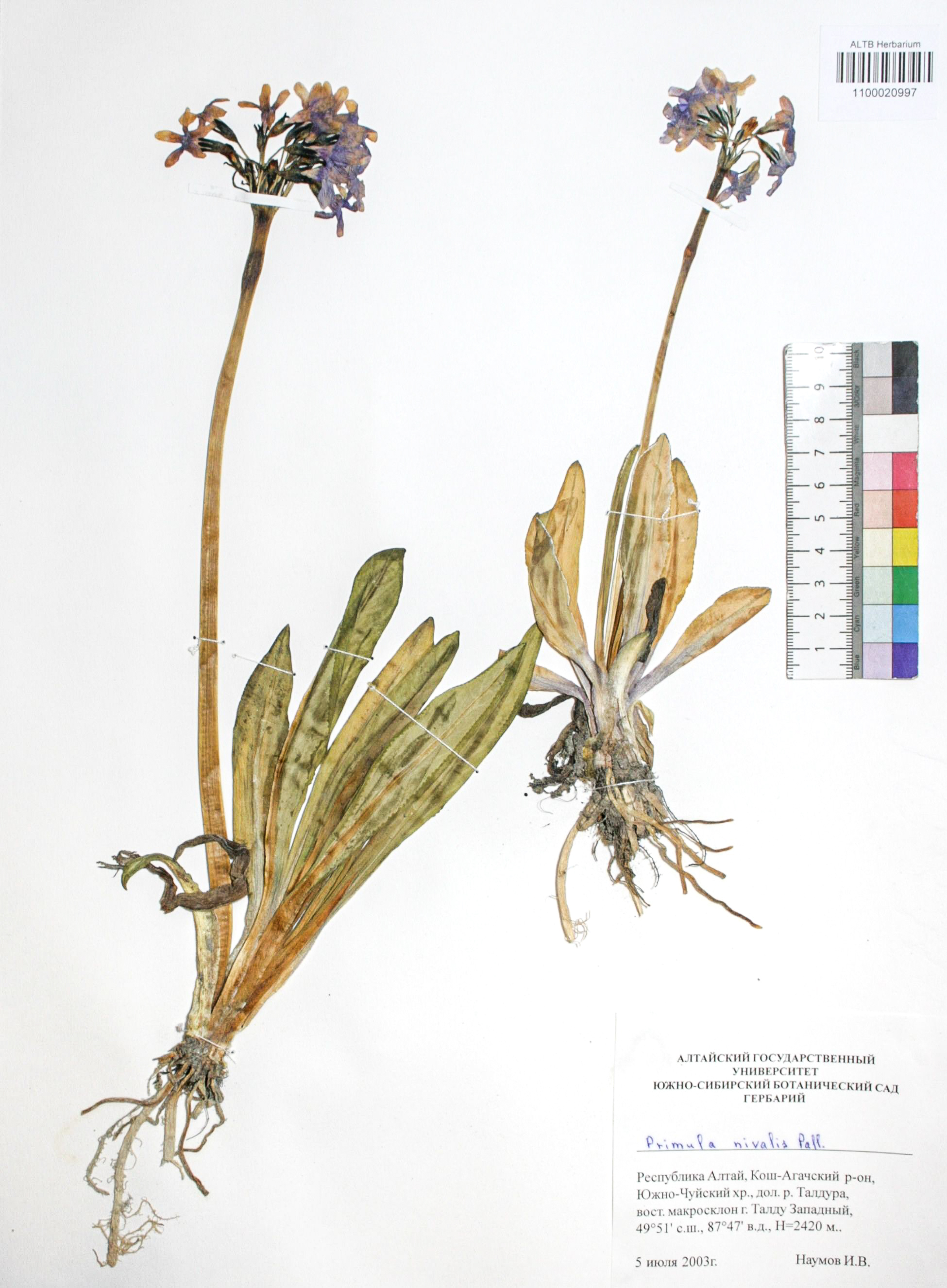 Primula nivalis Pall.