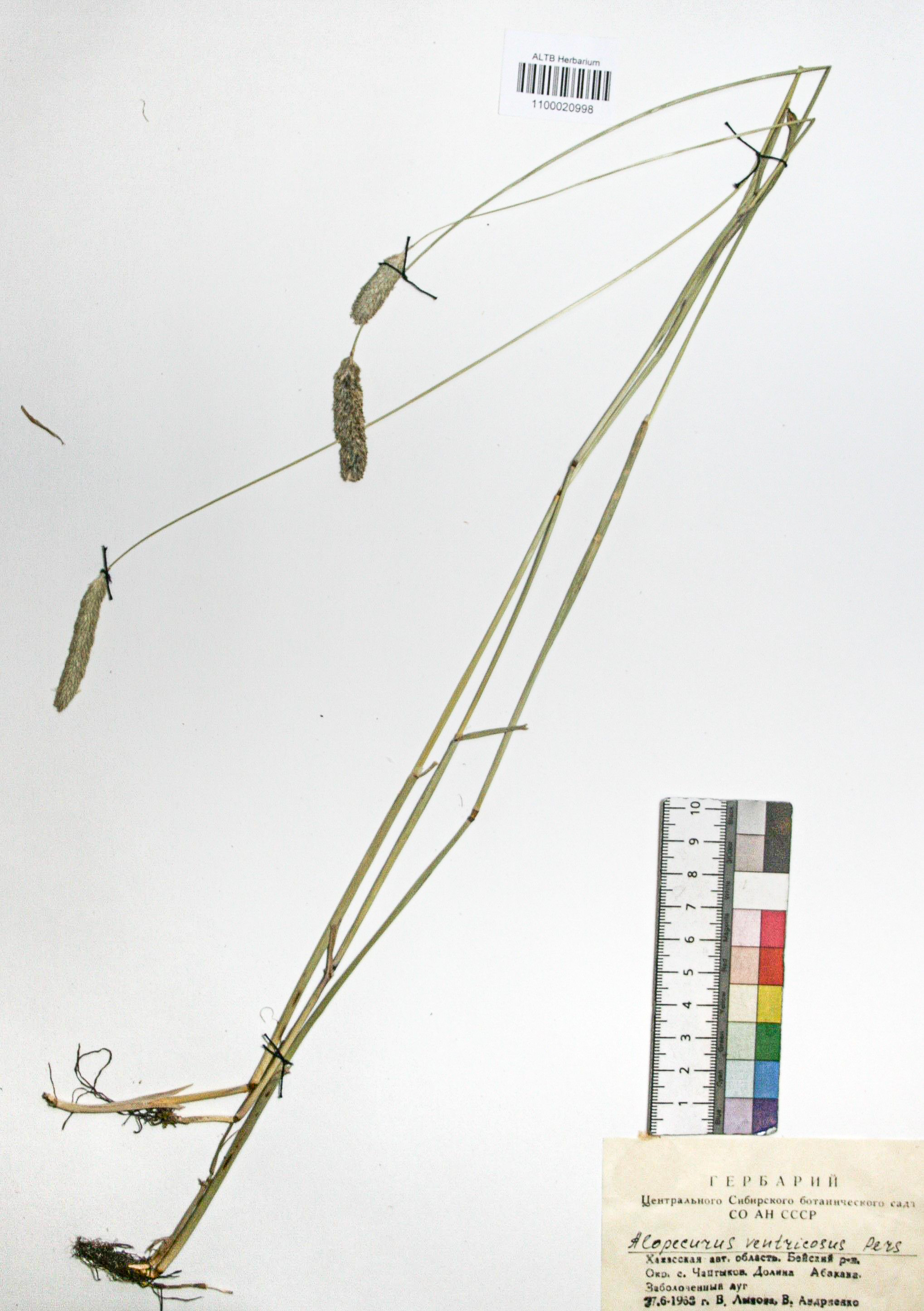 Alopecurus ventricosus Pers.