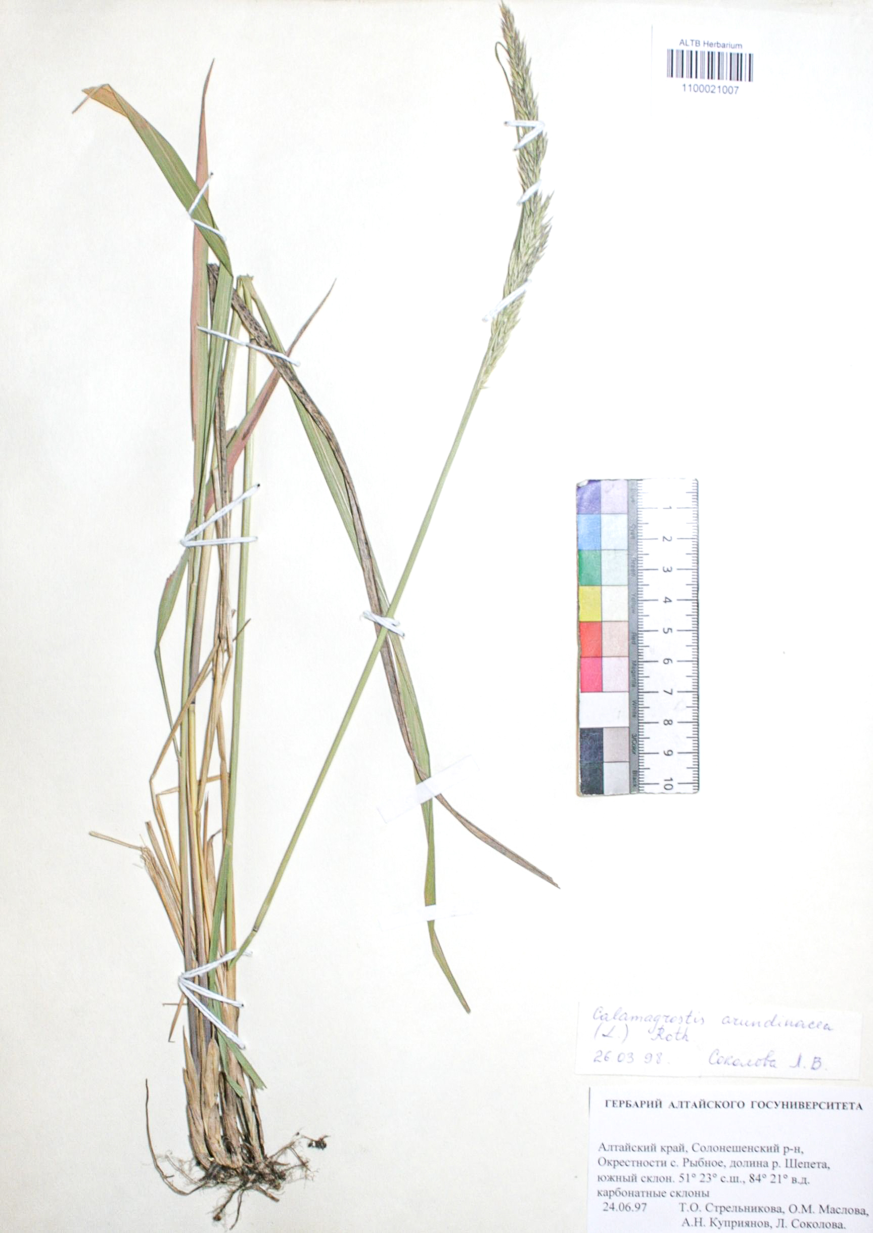 Calamagrostis arundinacea (L.) Roth