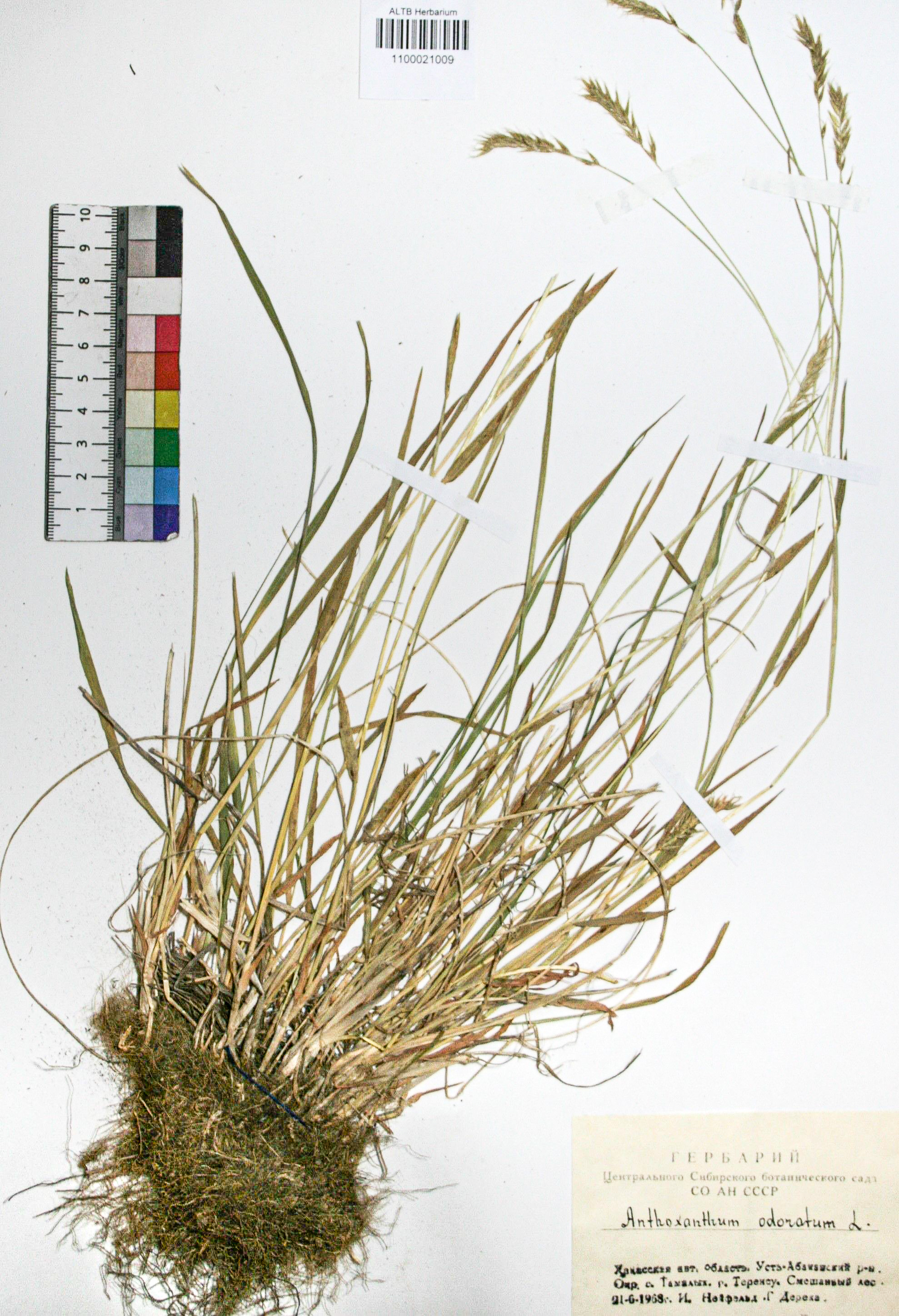 Anthoxanthum odoratum L.