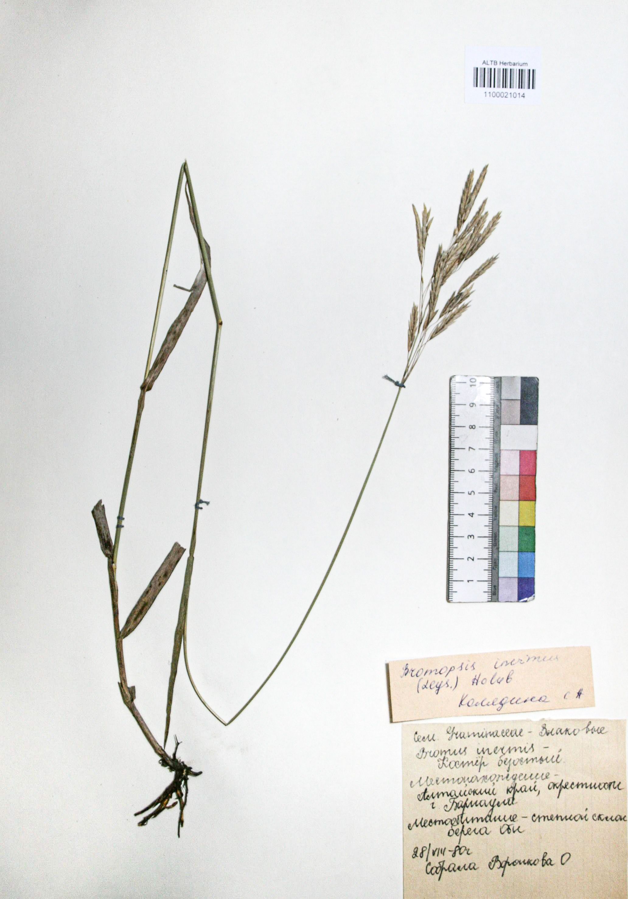 Bromopsis inermis (Leyss.) Holub. 