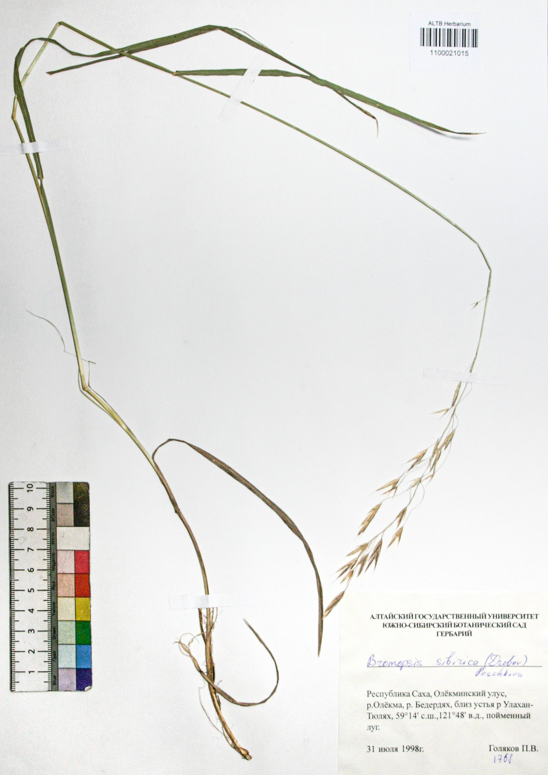 Bromopsis sibirica (Drobov) Peshkova.