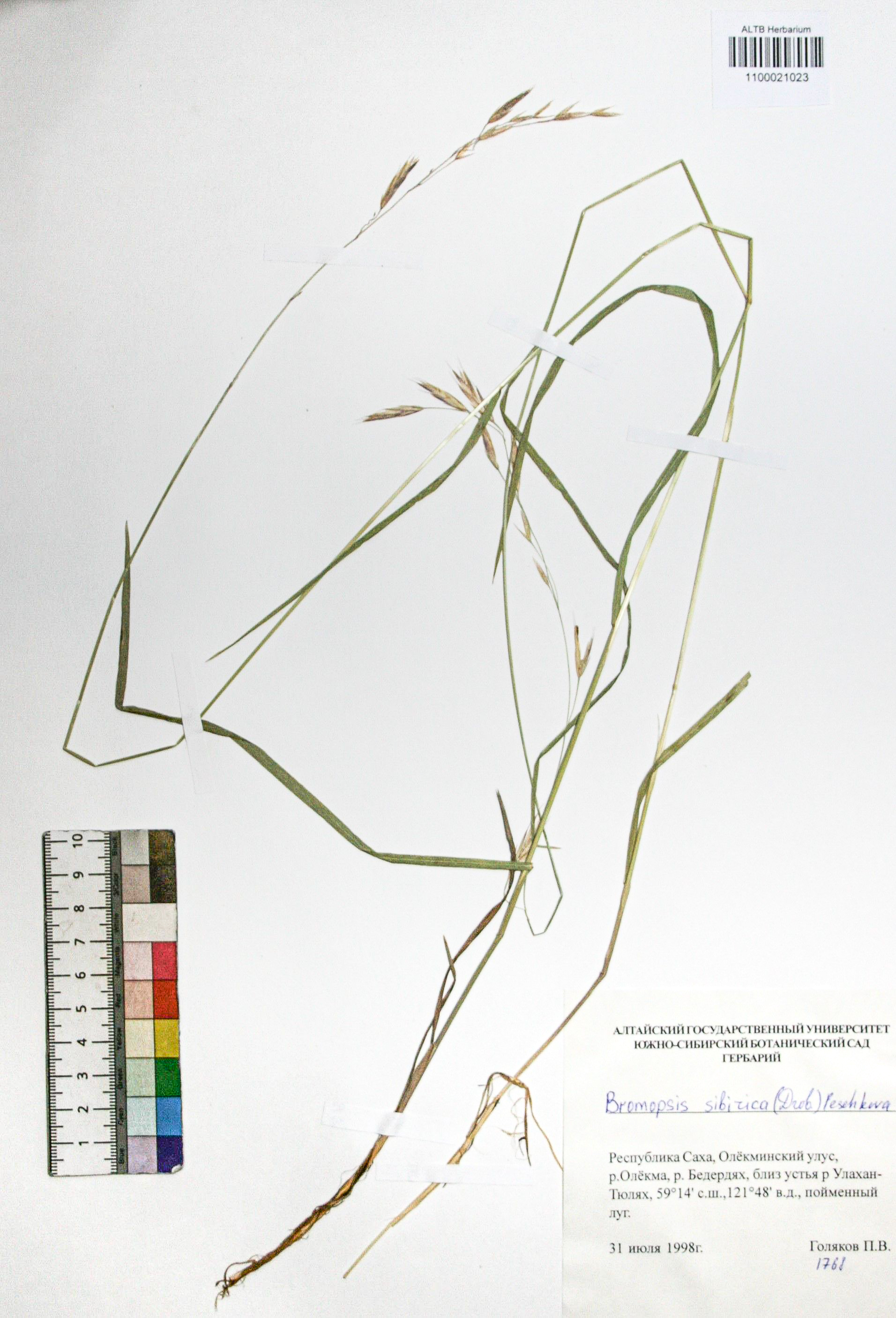 Bromopsis sibirica (Drobov) Peshkova.