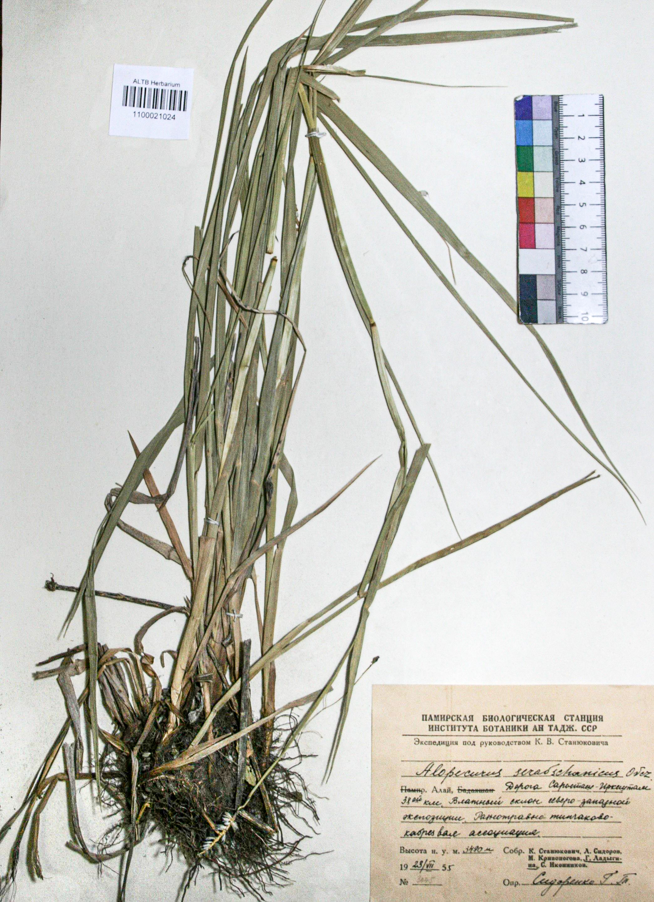 Alopecurus seravschanicus Ovcz.