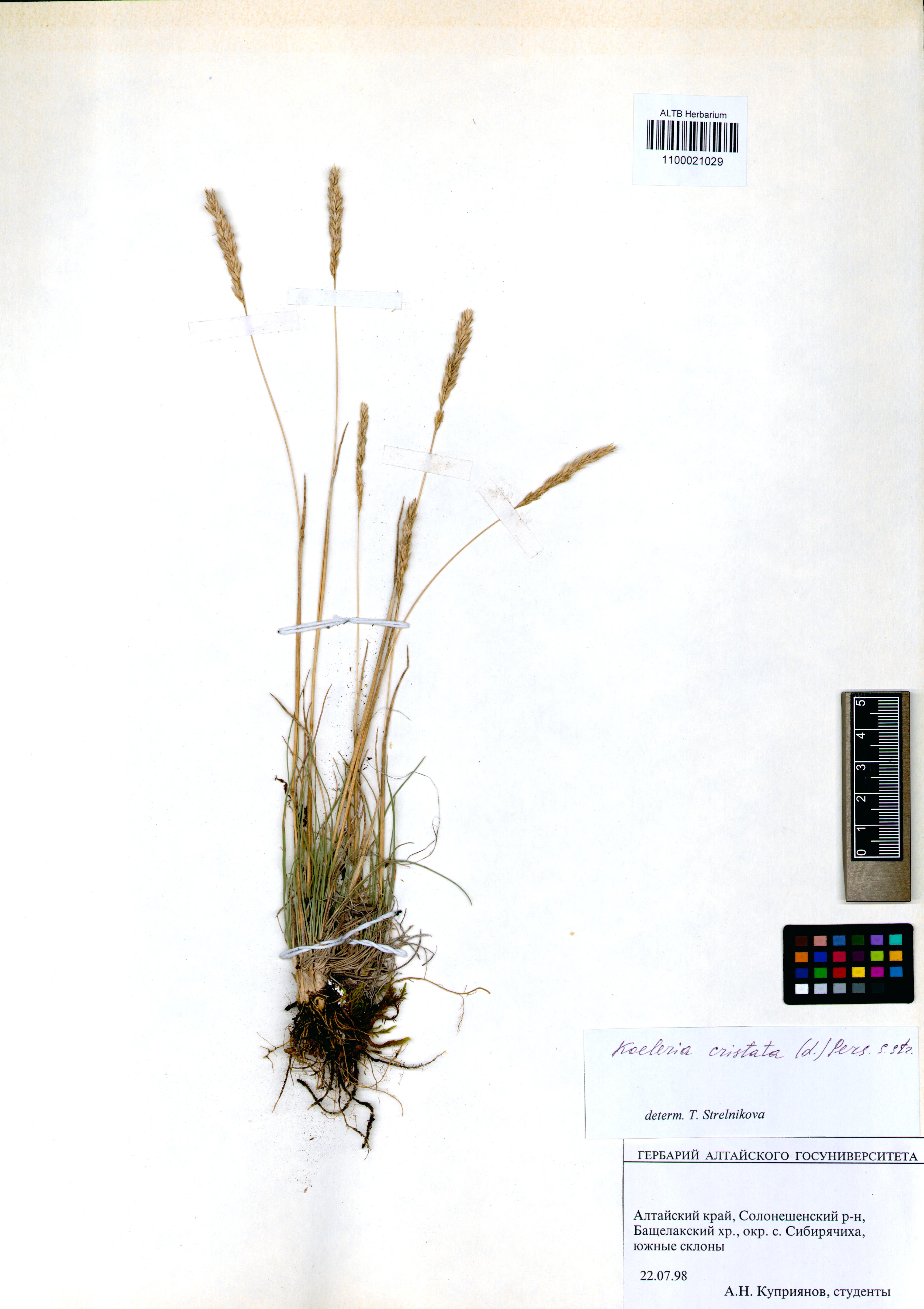 Koeleria cristata (L.) Pers. s. str.