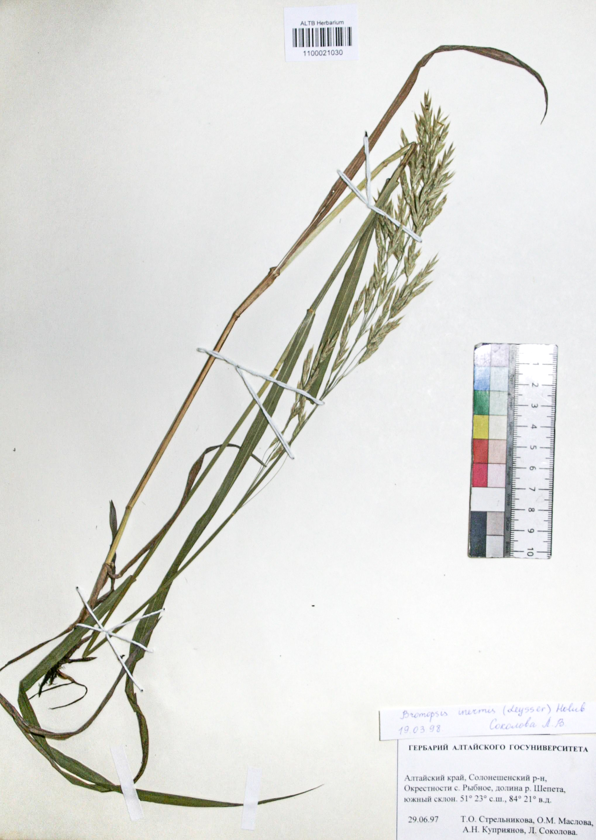 Bromopsis inermis (Leyss.) Holub. 