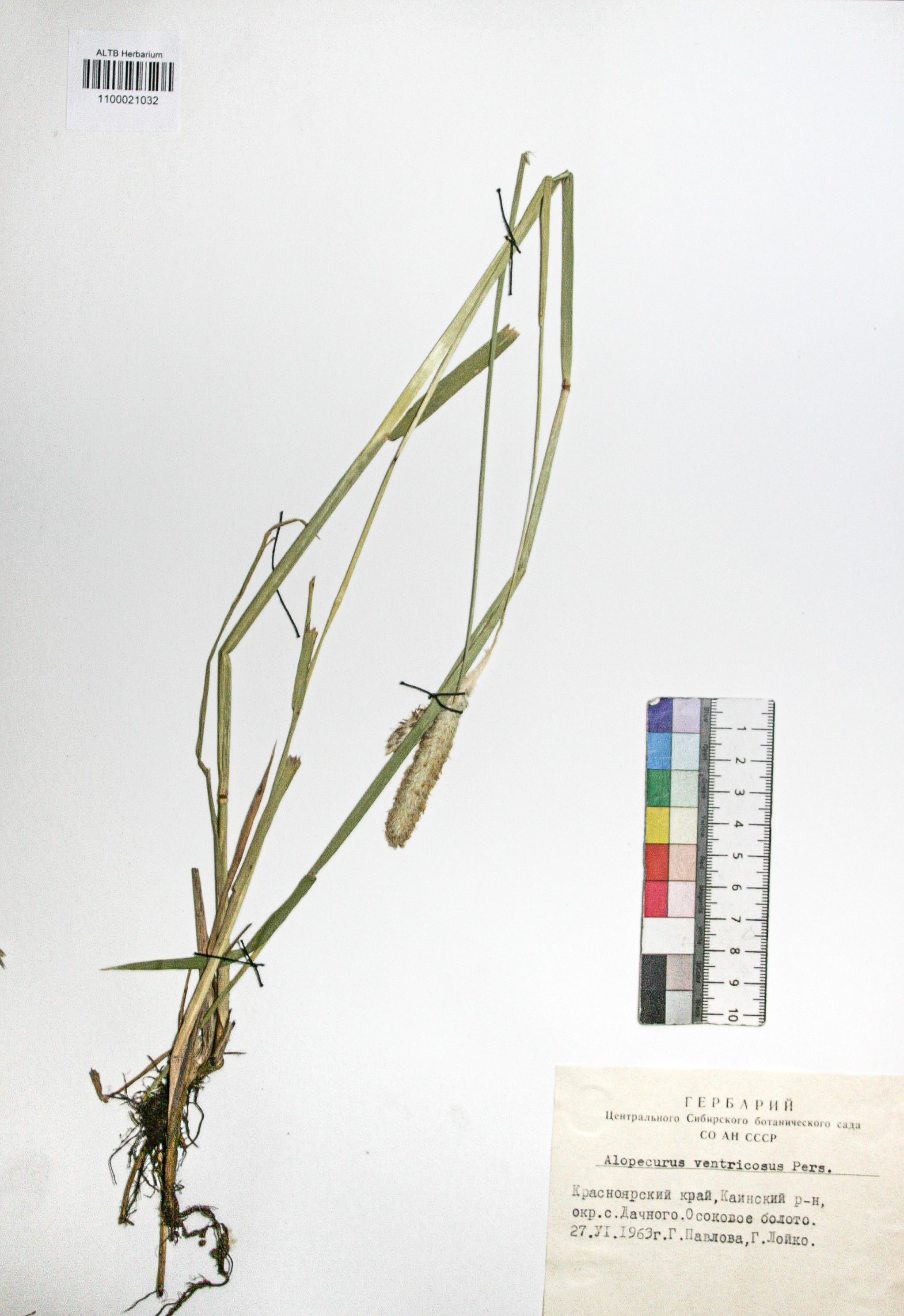 Alopecurus ventricosus Pers.