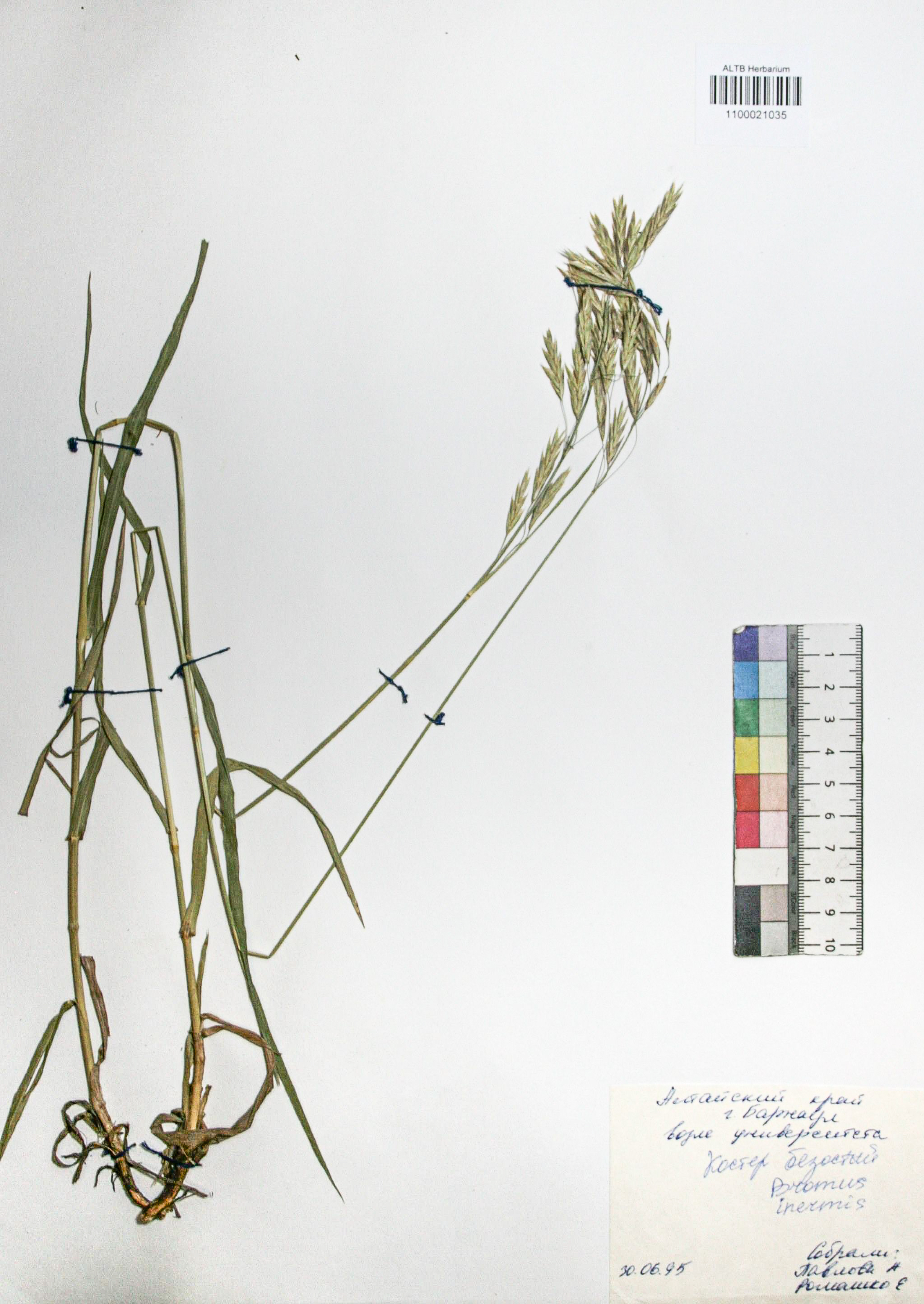 Bromopsis inermis (Leyss.) Holub. 
