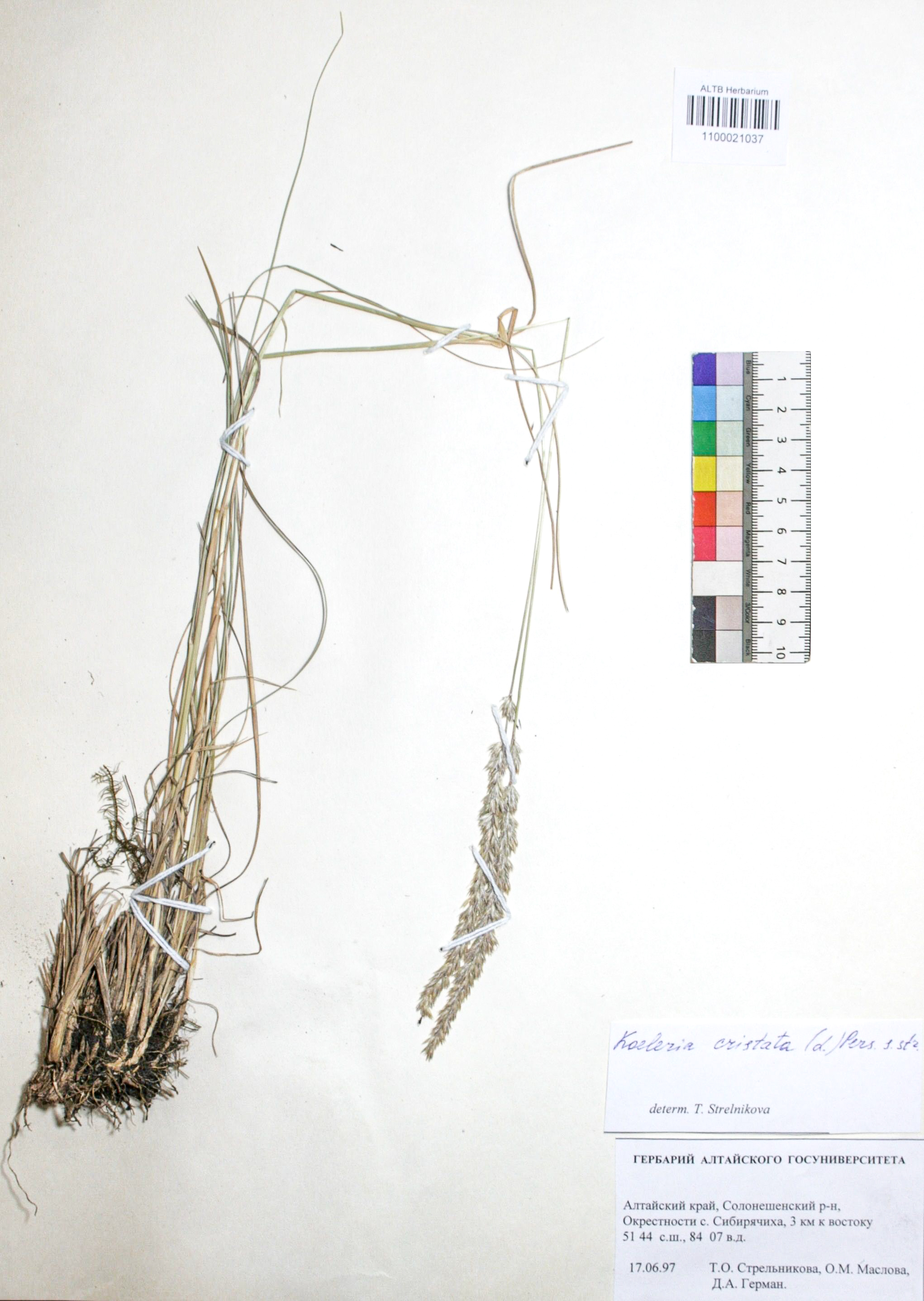 Koeleria cristata (L.) Pers. s. str.
