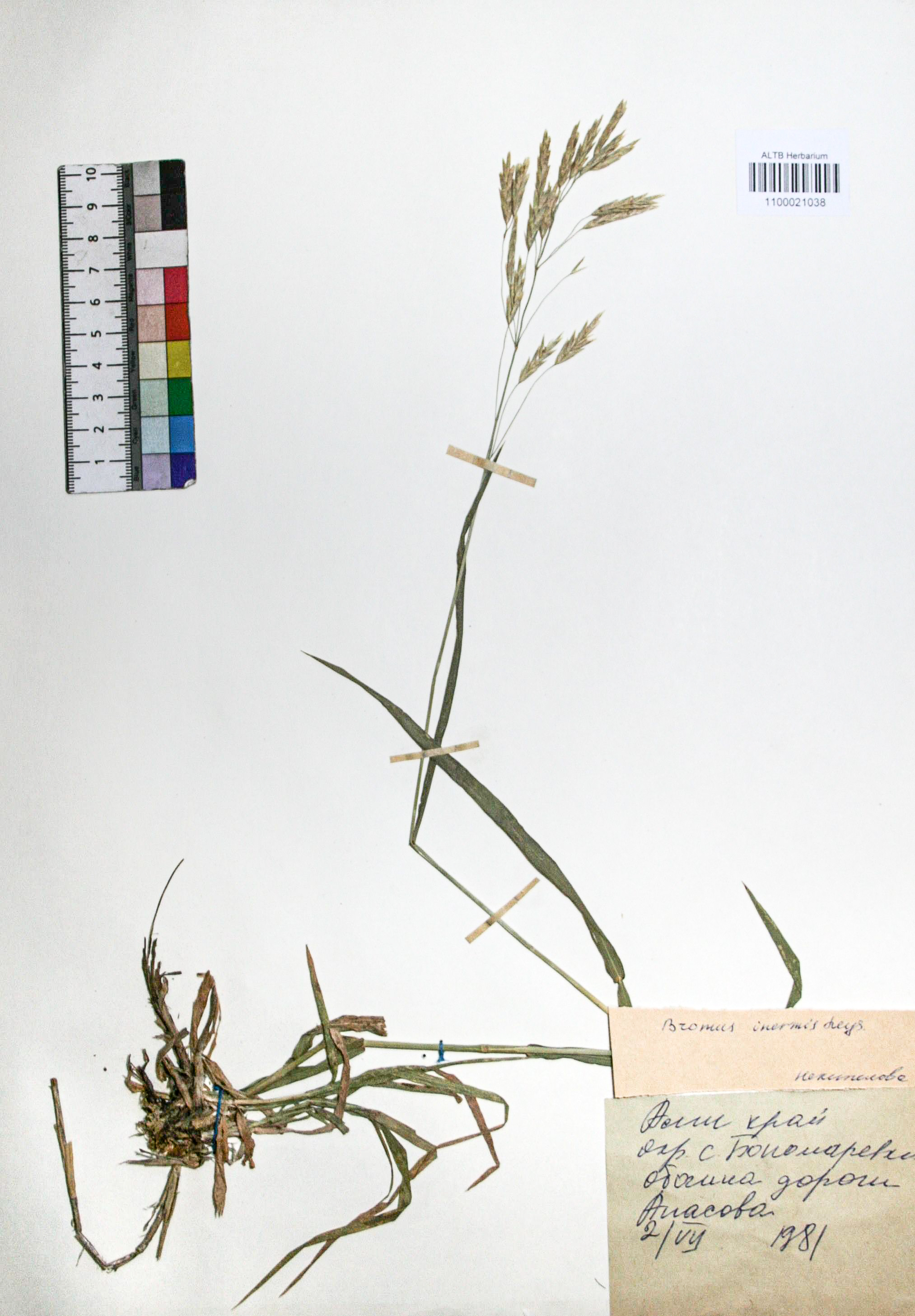 Bromopsis inermis (Leyss.) Holub. 