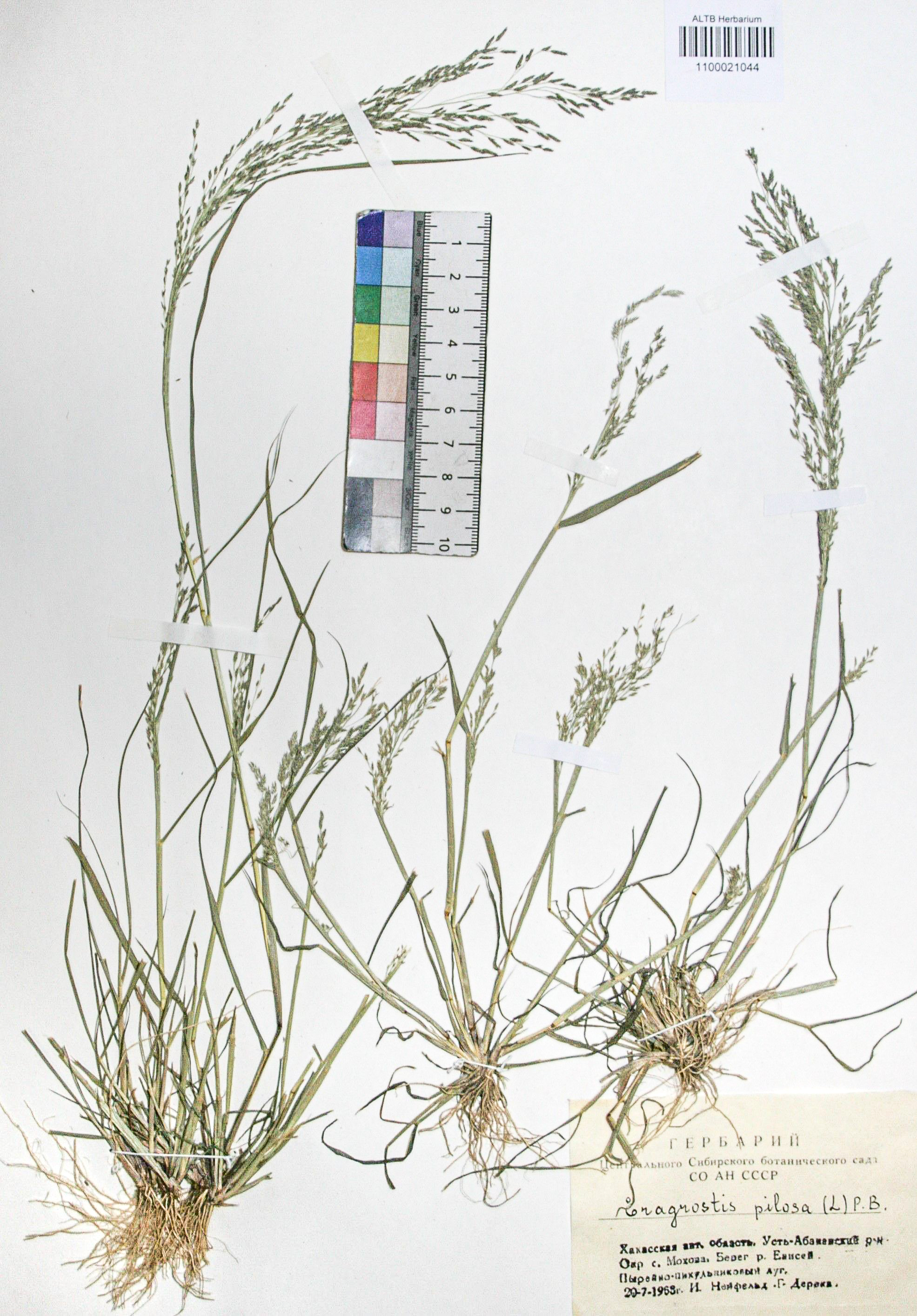Eragrostis pilosa (L.) P. Beauv.
