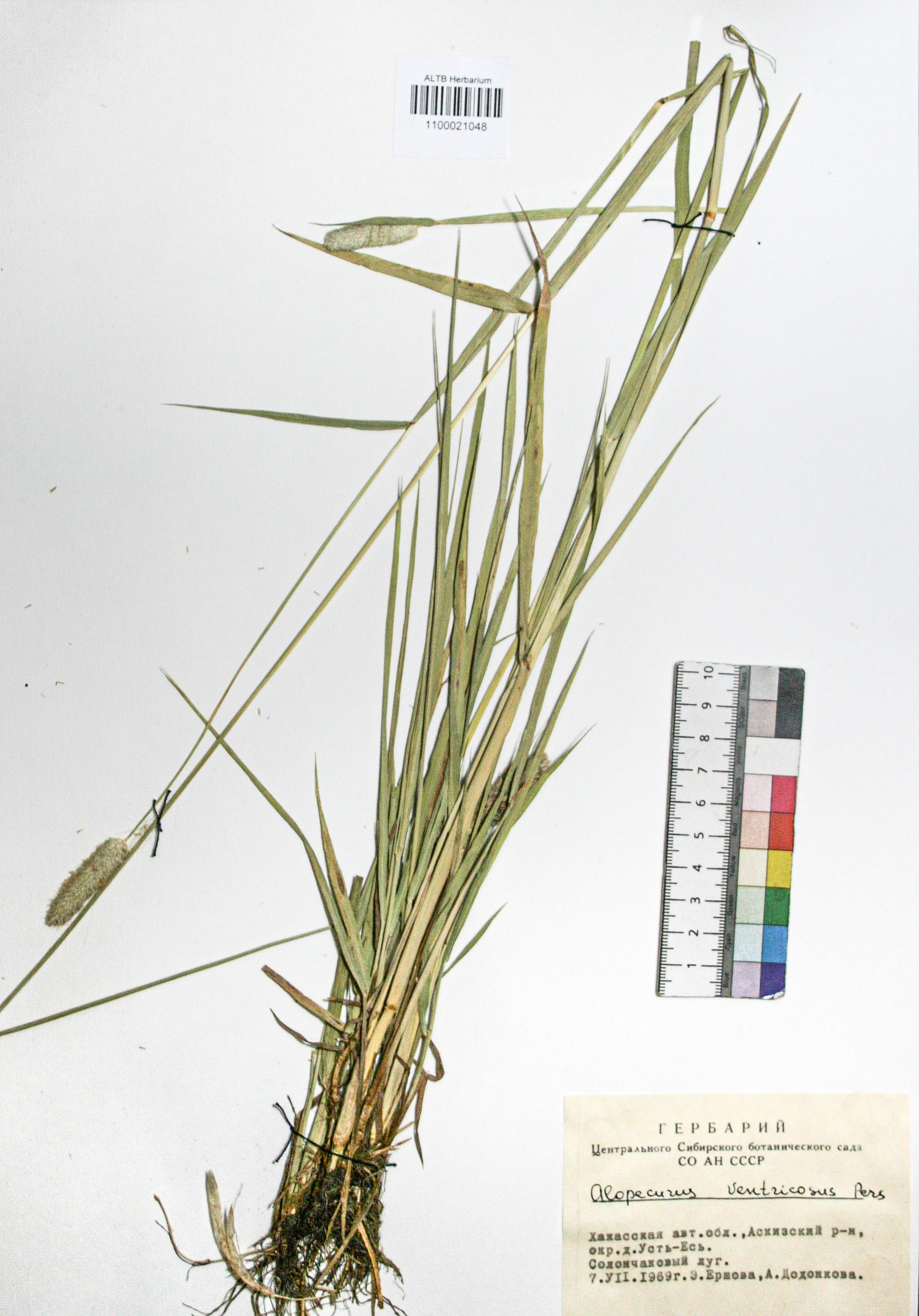 Alopecurus ventricosus Pers.