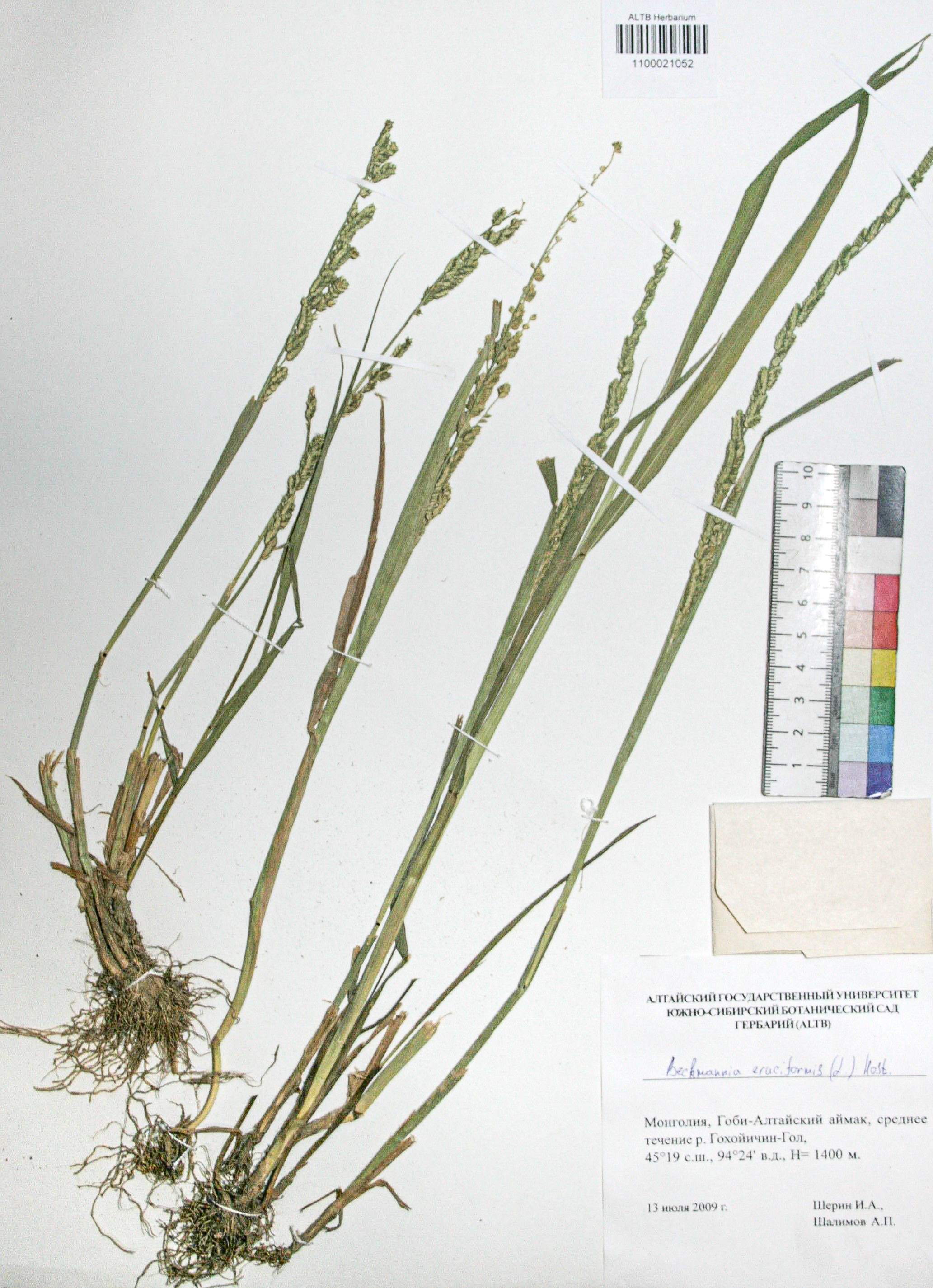 Beckmannia eruciformis (L.) Host.