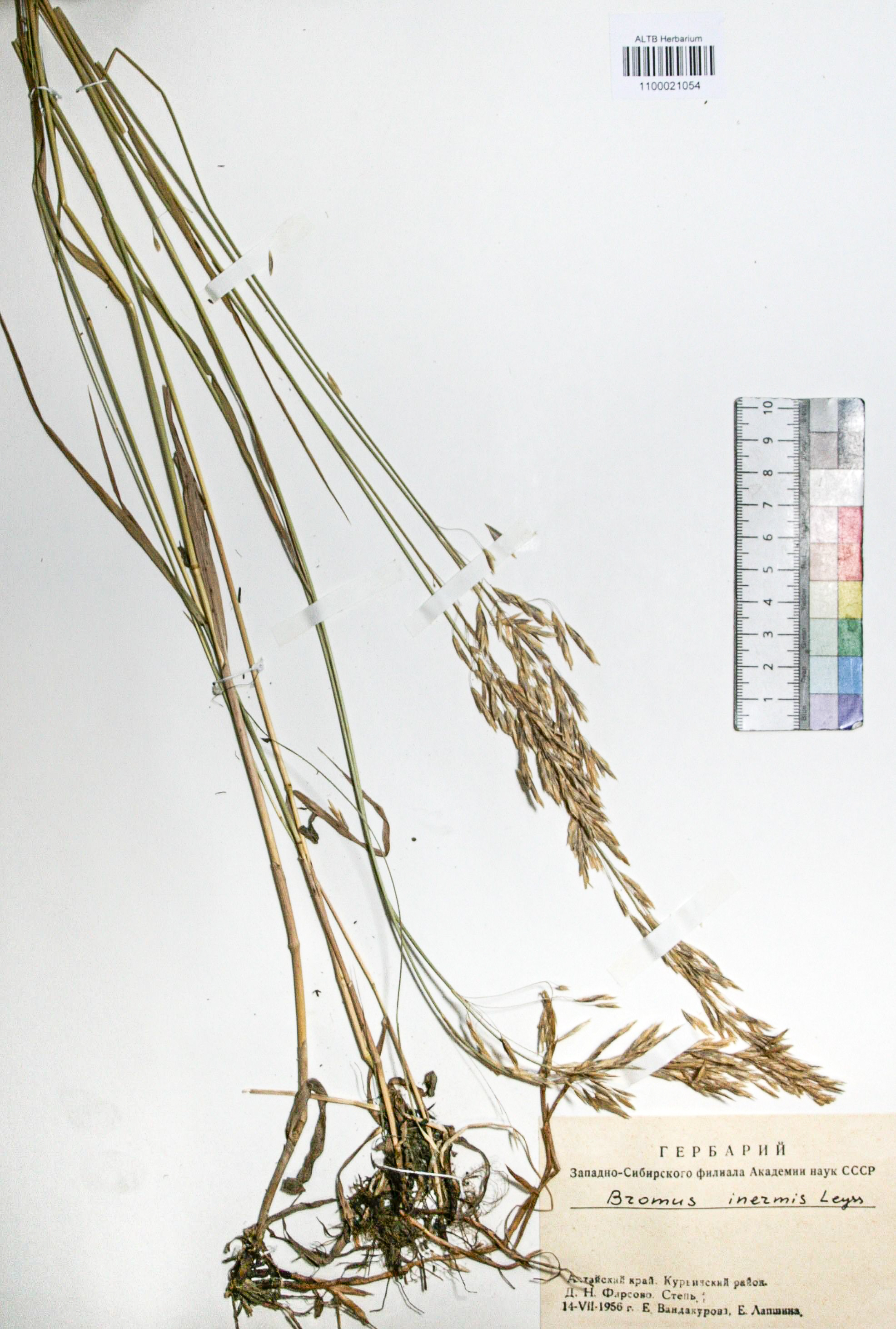 Bromopsis inermis (Leyss.) Holub. 