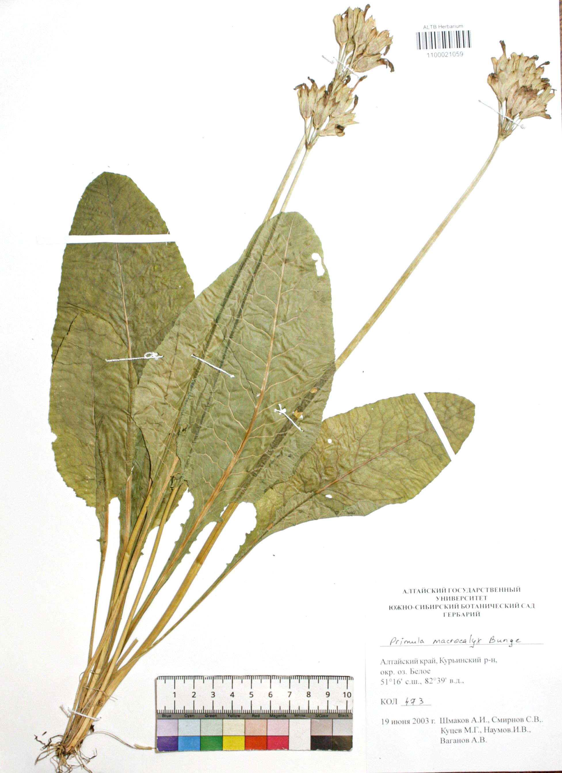 Primula macrocalyx Bunge