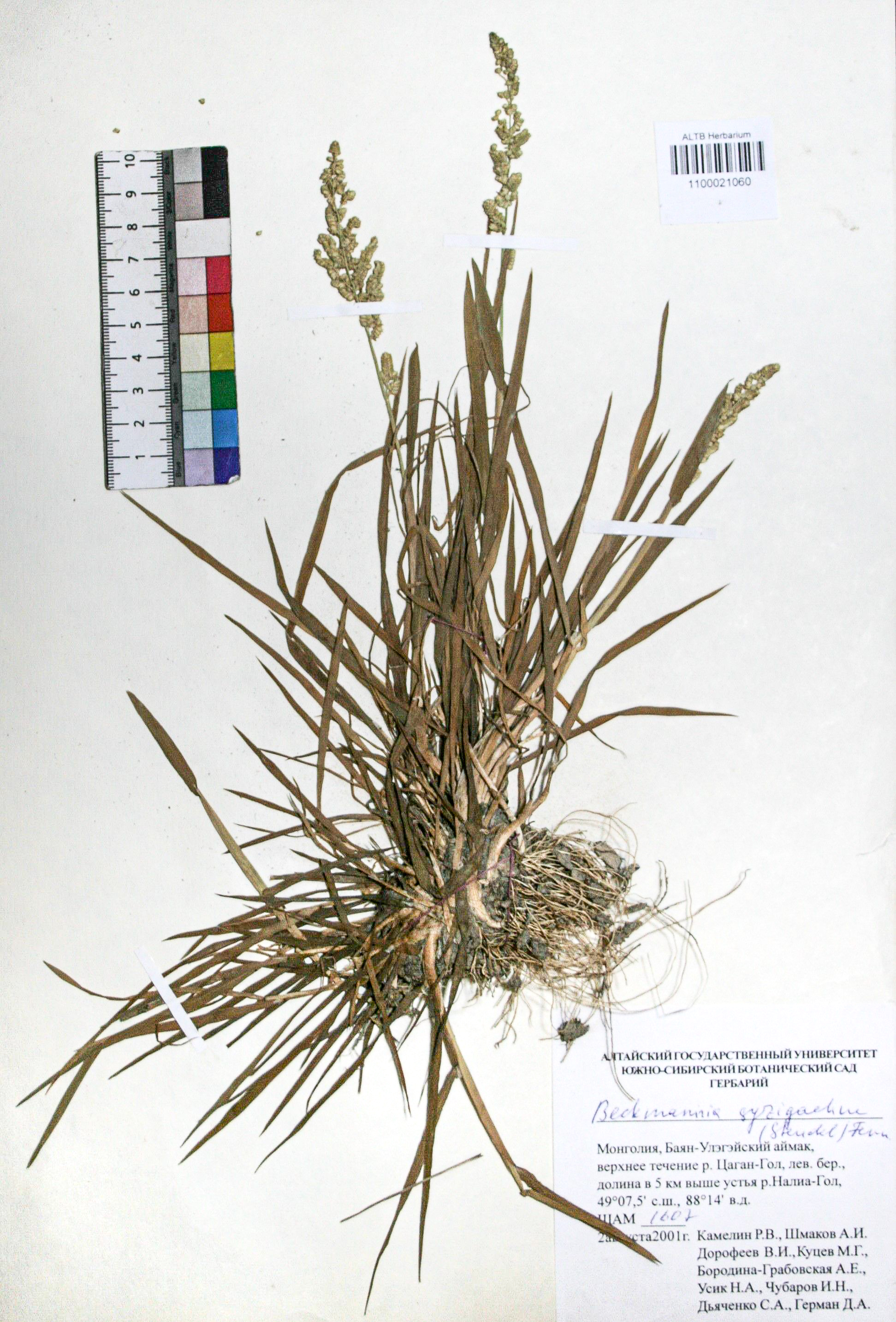 Beckmannia syzigachne (Steud.) Fern.