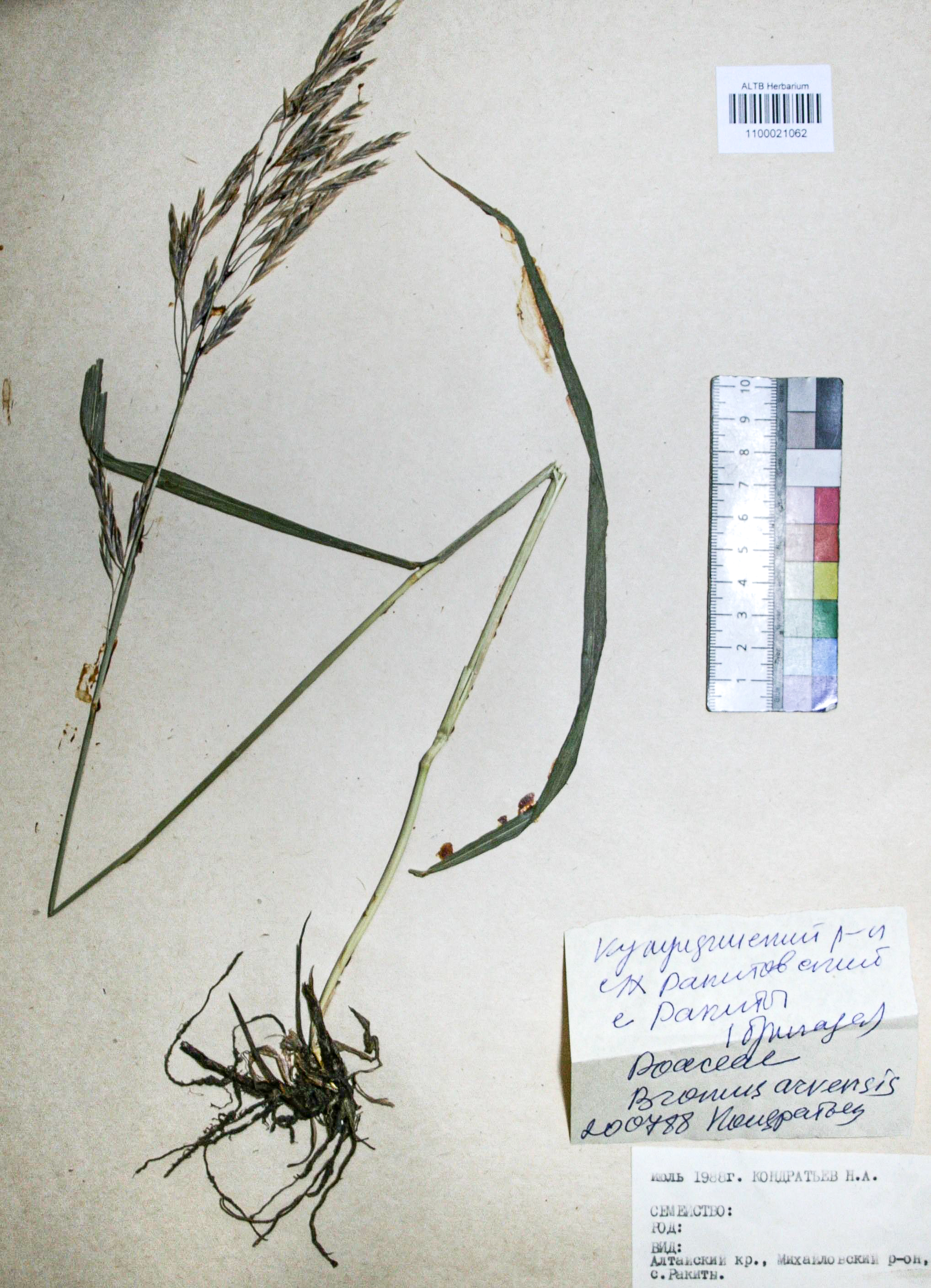 Bromopsis inermis (Leyss.) Holub. 