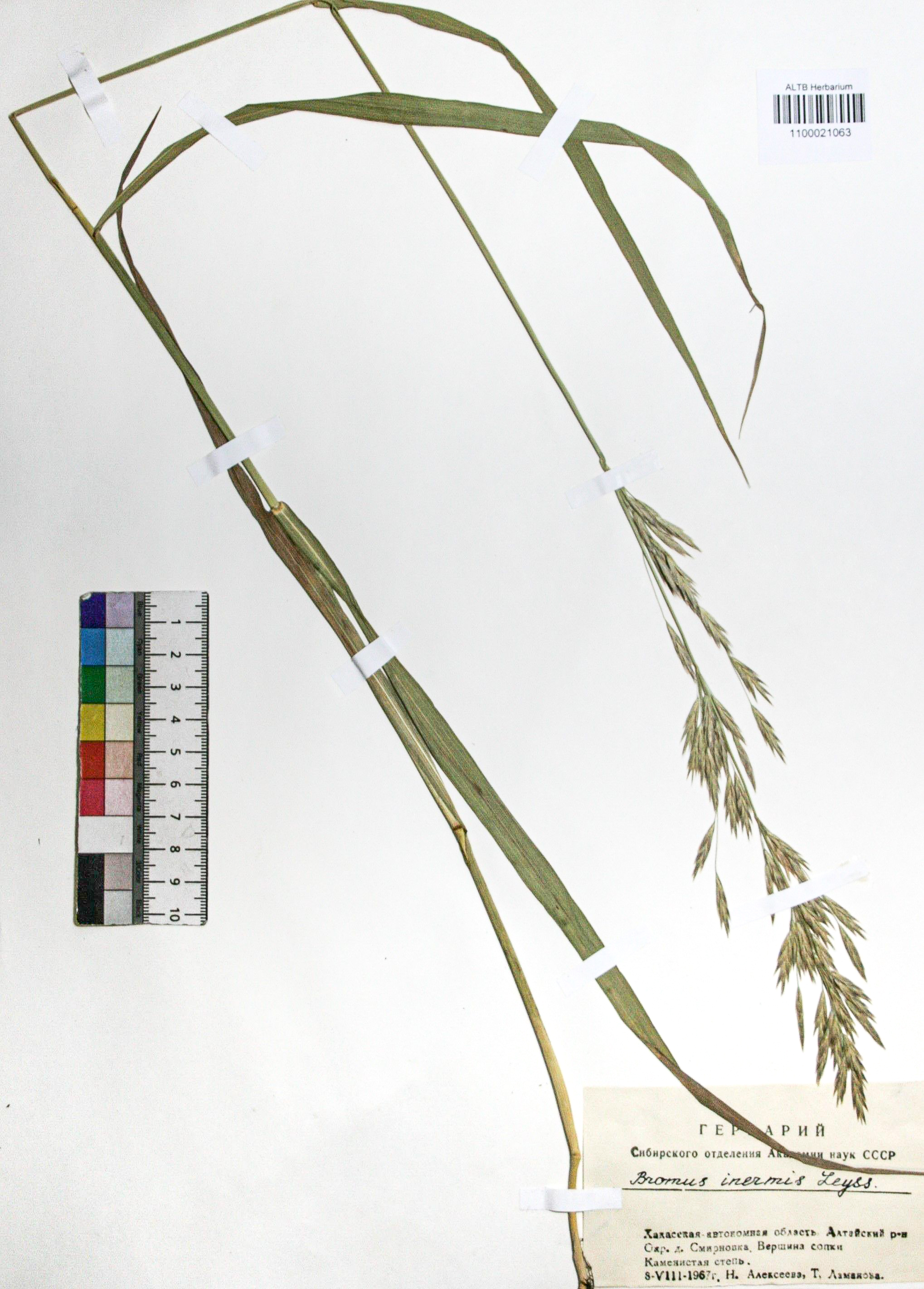 Bromopsis inermis (Leyss.) Holub. 