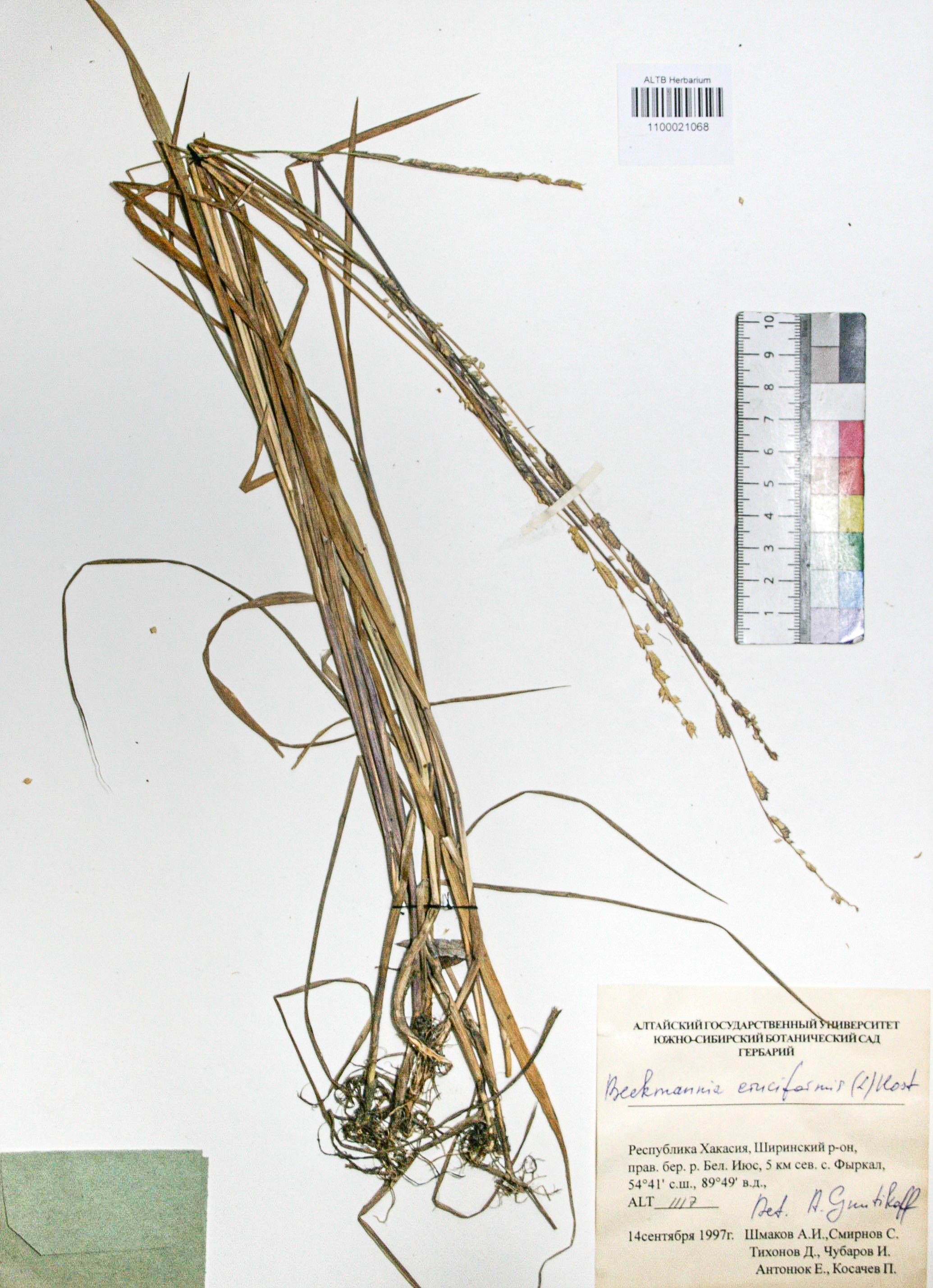 Beckmannia eruciformis (L.) Host.