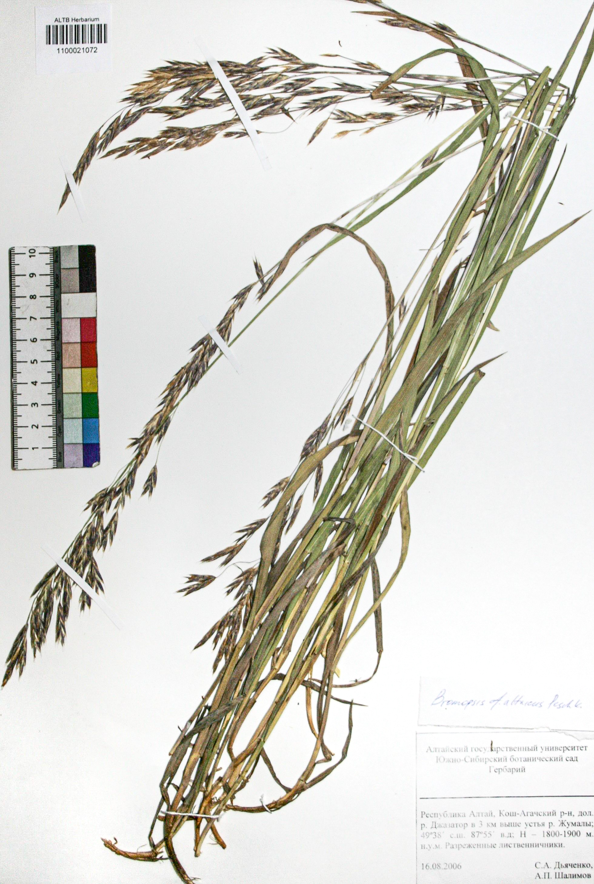 Bromopsis altaica Peschkova