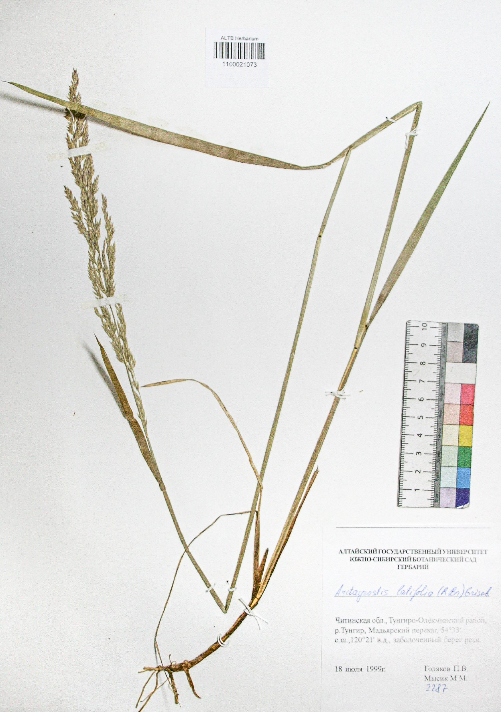 Arctagrostis latifolia (R. Br.) Crised.
