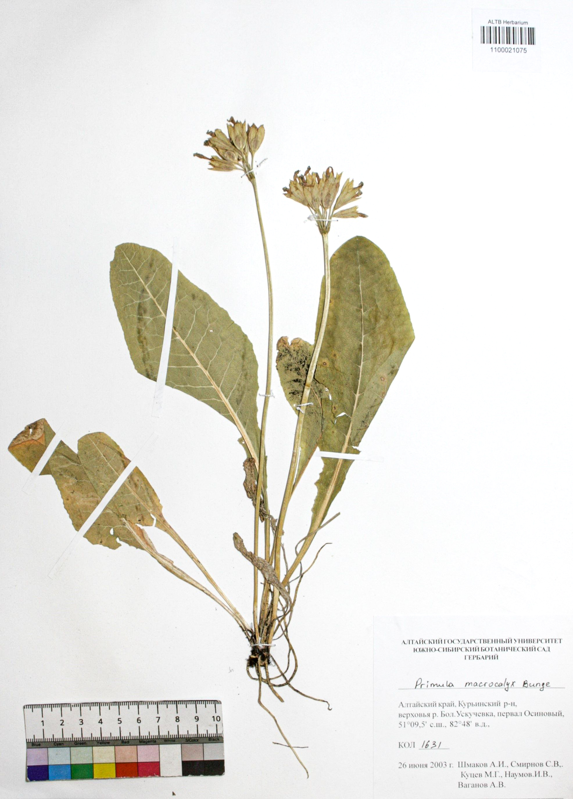 Primula macrocalyx Bunge
