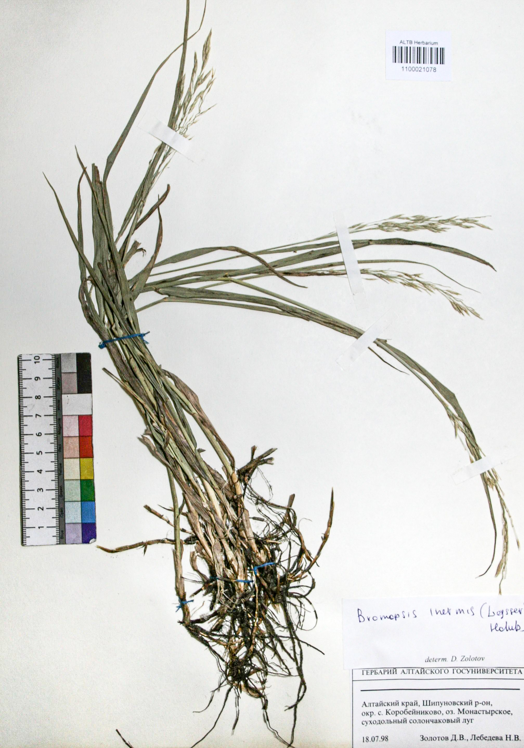 Bromopsis inermis (Leyss.) Holub. 