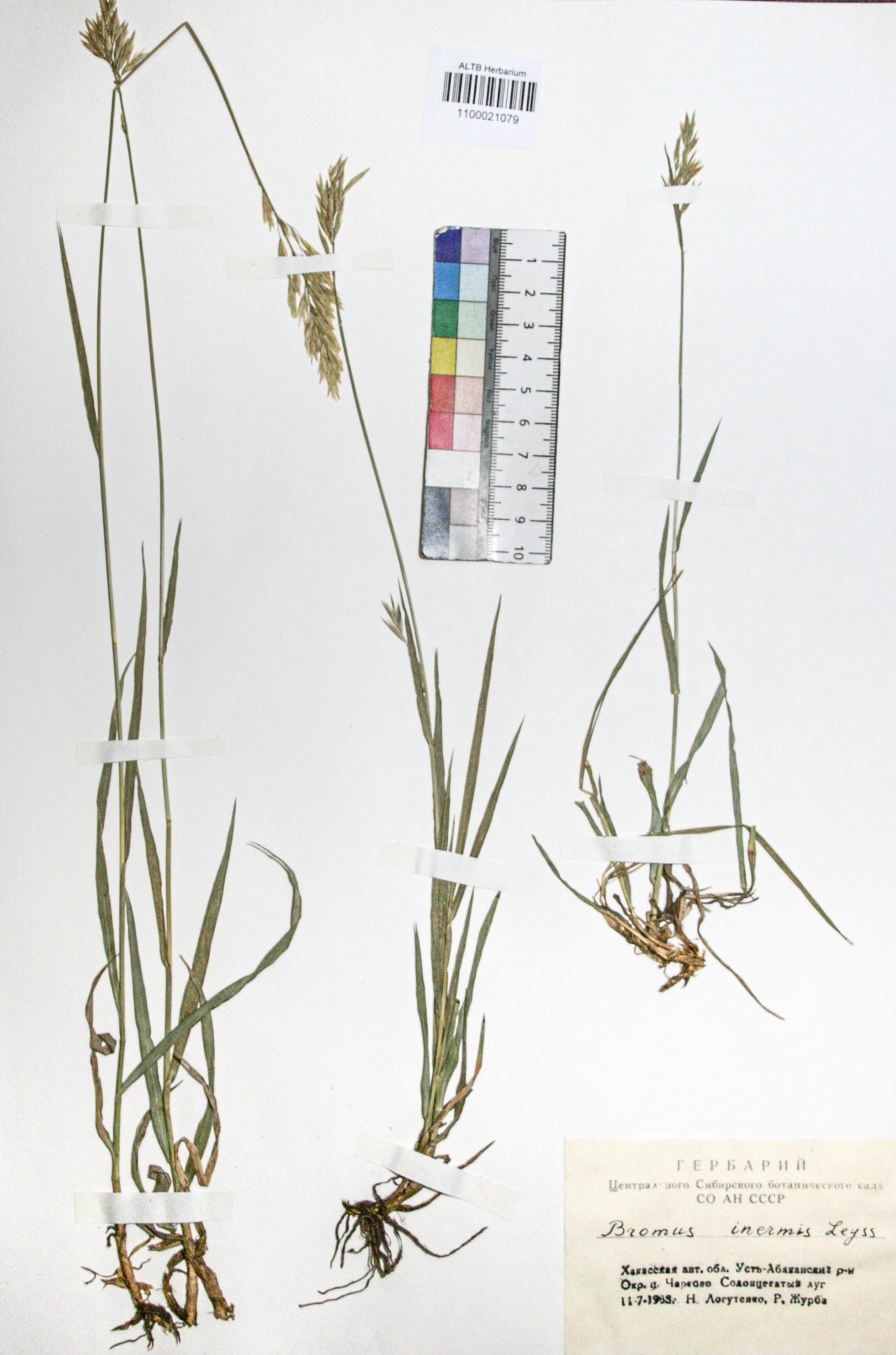 Bromopsis inermis (Leyss.) Holub. 
