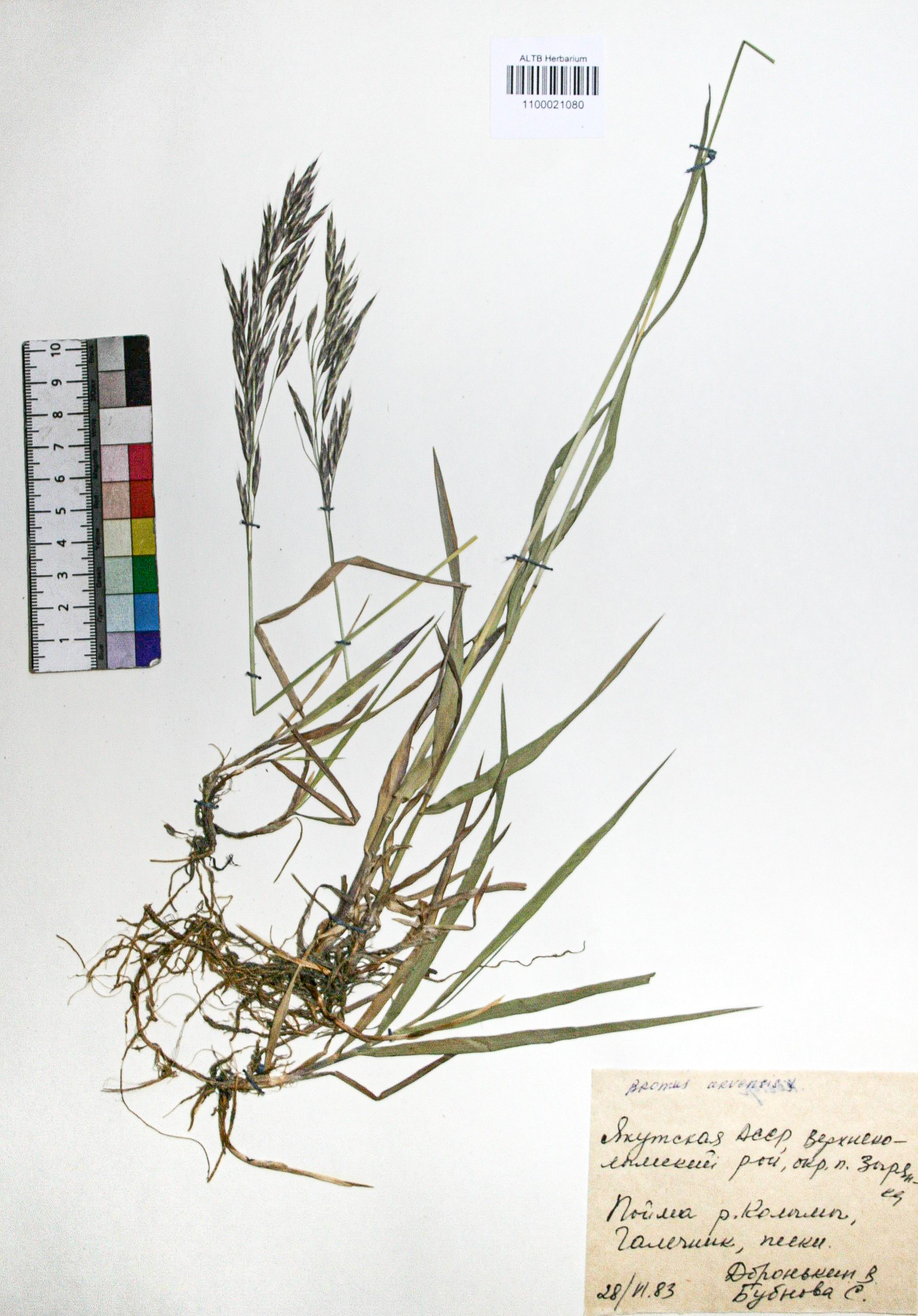 Bromus arvensis L. 